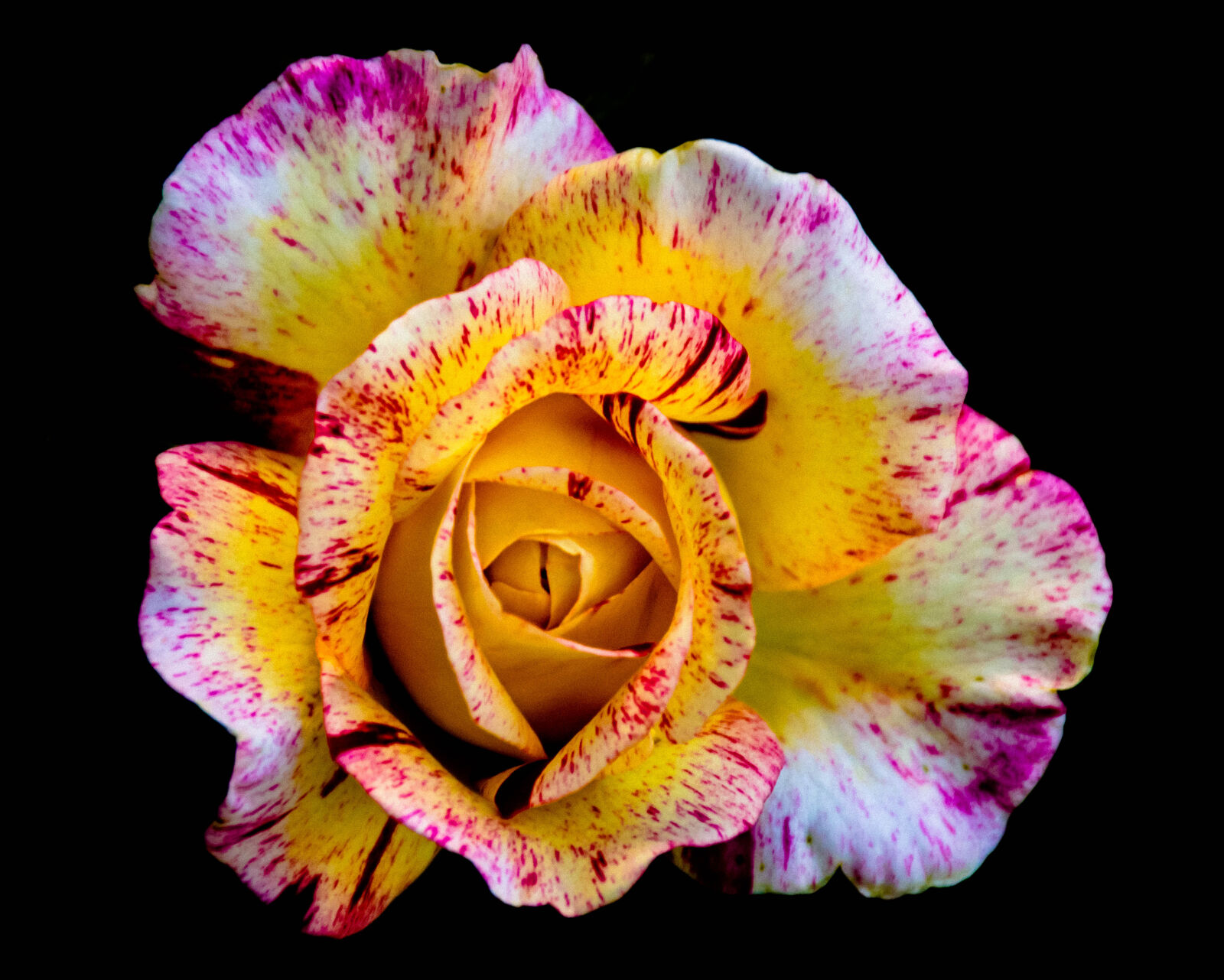 Nikon D5300 sample photo. Beautiful, beautiful, flowers, flower photography