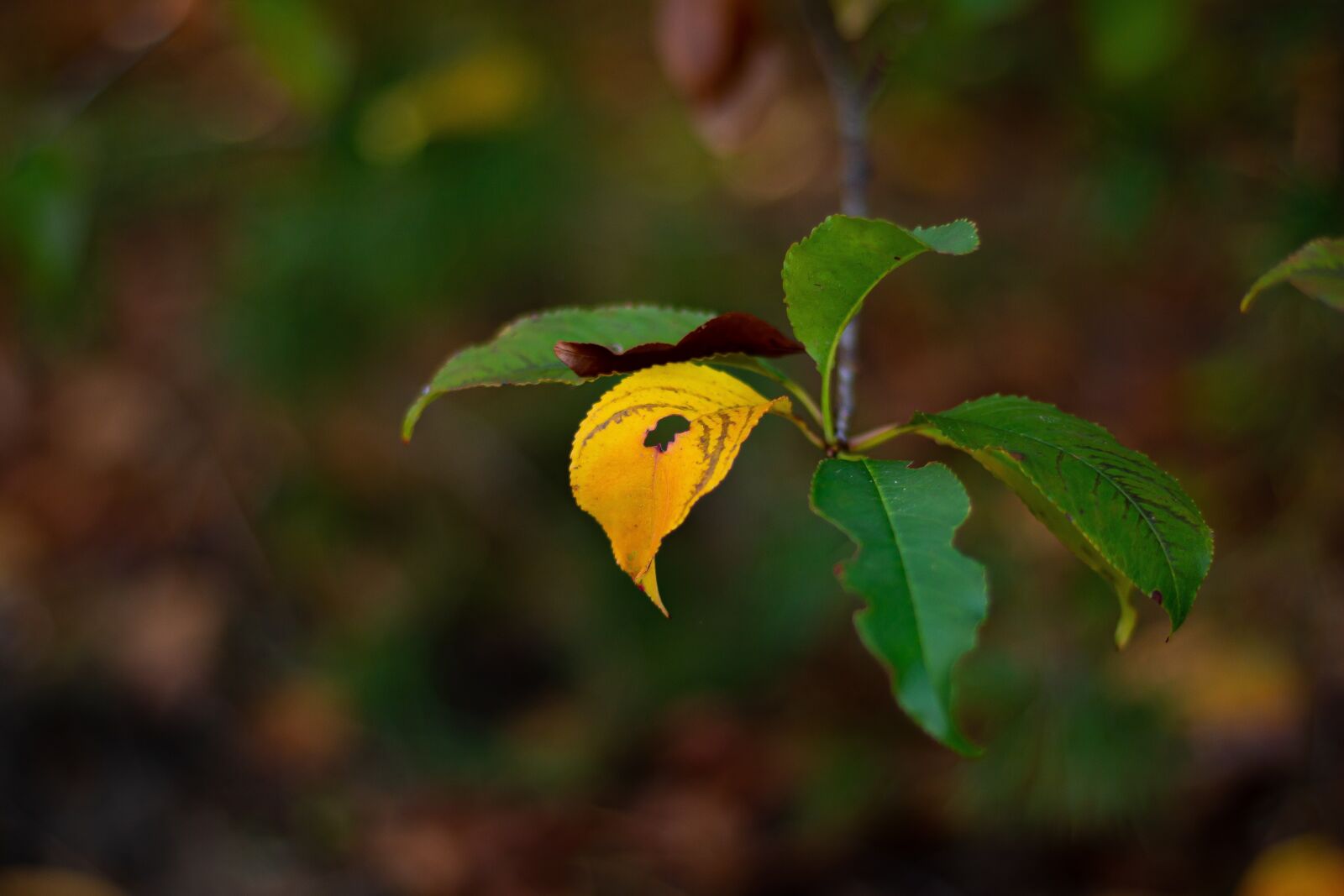 Canon EOS 700D (EOS Rebel T5i / EOS Kiss X7i) + Canon EF 50mm F1.8 STM sample photo. Leaf, foliage leaf, especially photography