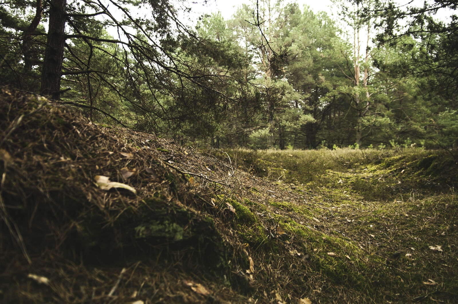 KONICA MINOLTA DYNAX 7D sample photo. Conifers, countryside, daylight, environment photography