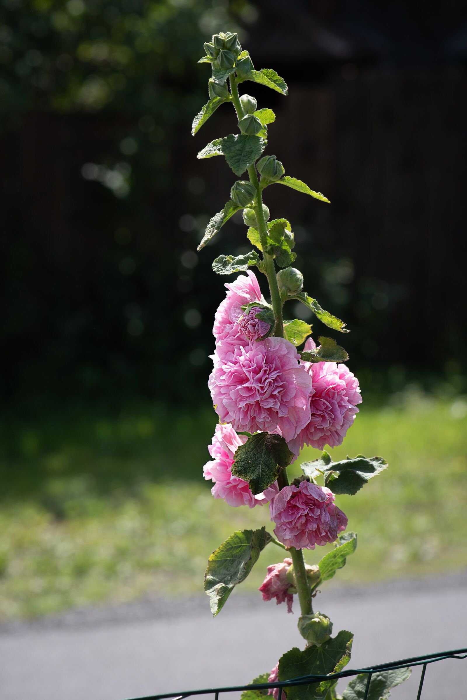 Nikon D750 sample photo. Stock rose, flower, pink photography