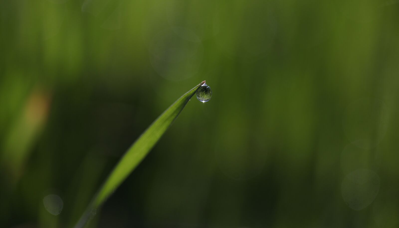 Canon EF-S 60mm F2.8 Macro USM sample photo. Grass, dew, green photography