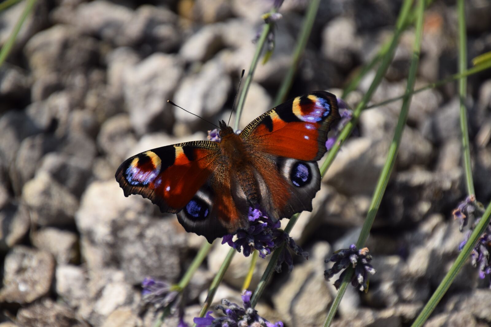 Nikon D3300 sample photo. Butterfly, peacock butterfly, insect photography