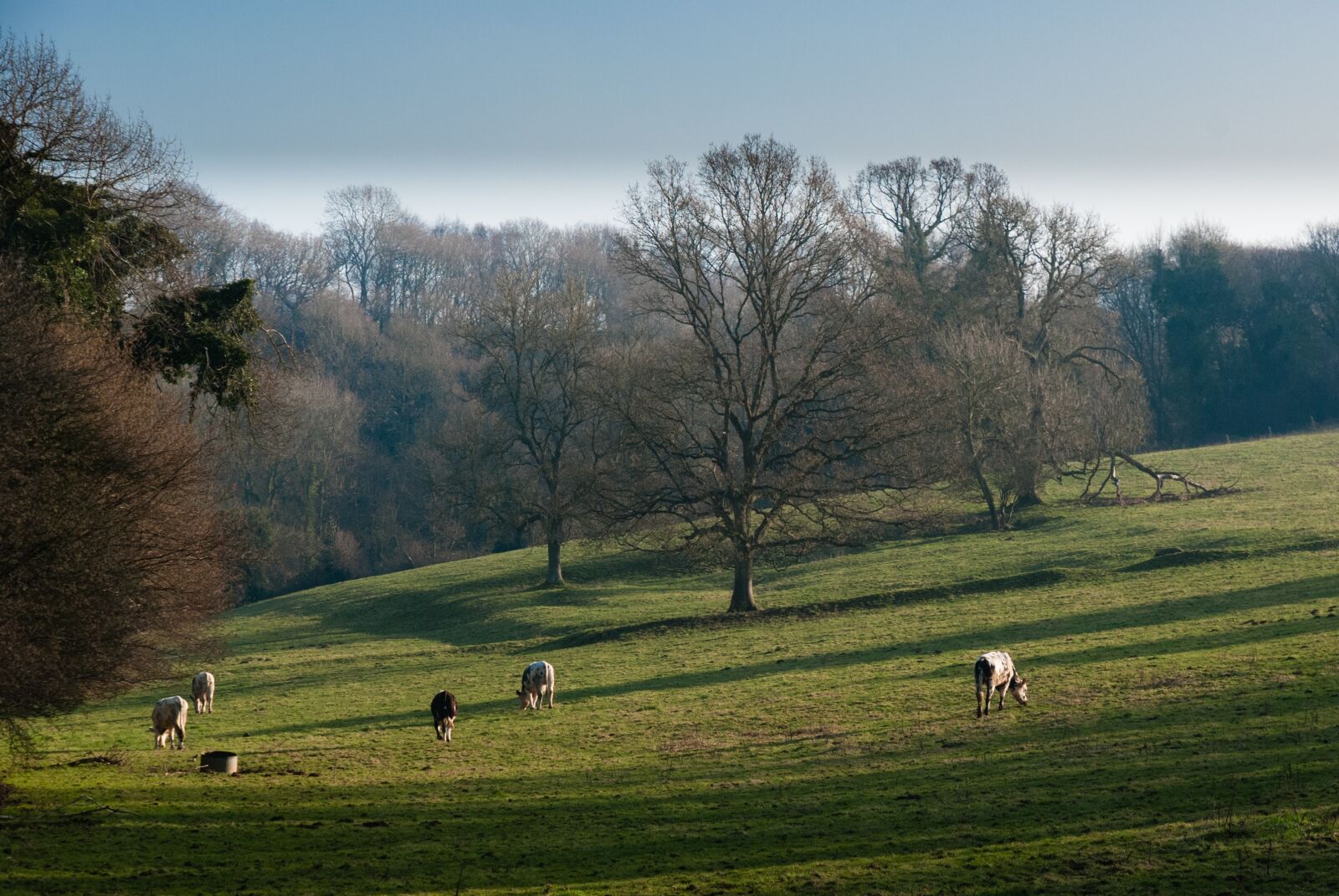 Nikon D80 sample photo. Landscape, nature, meadows photography
