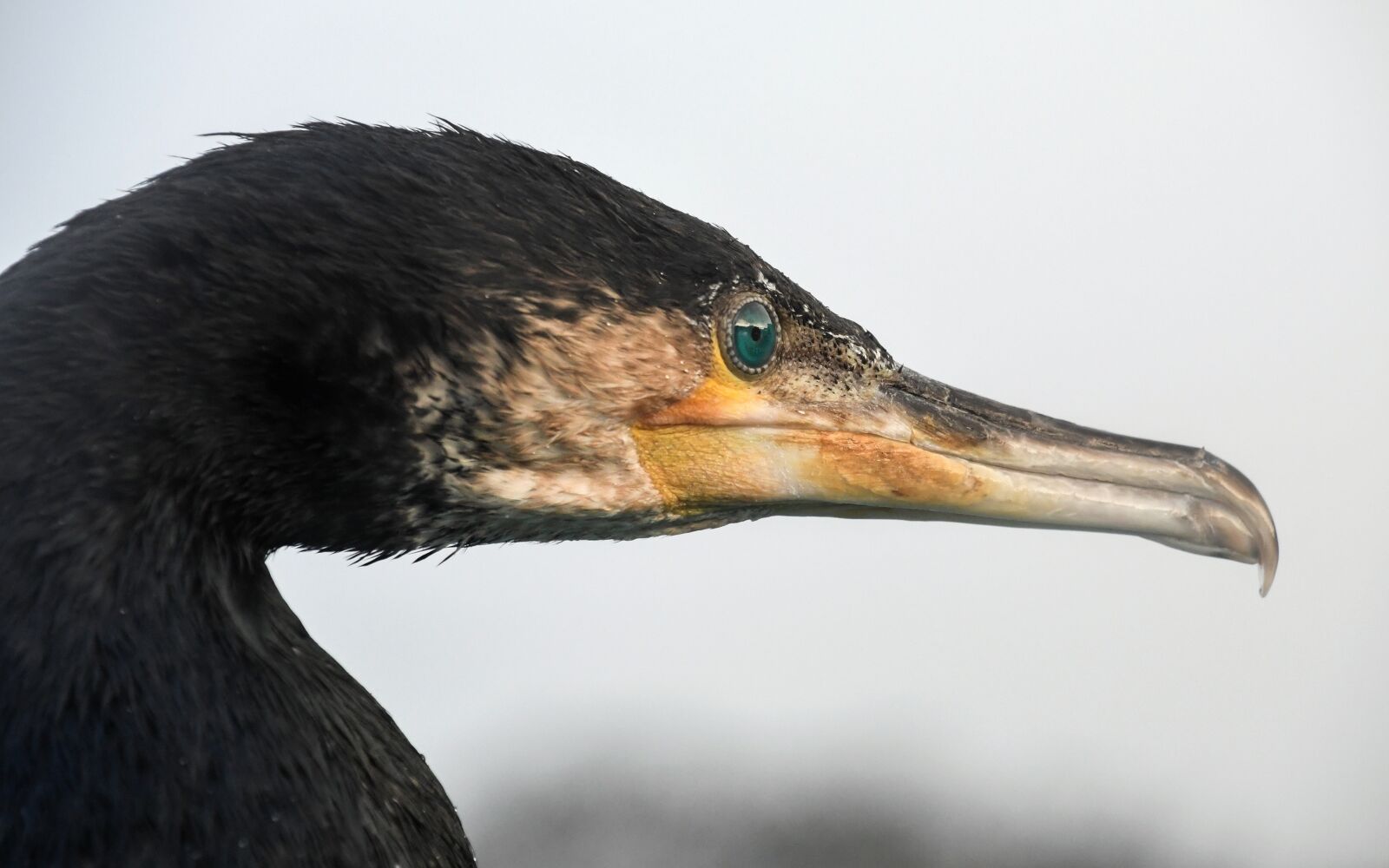 Nikon D500 sample photo. Cormorant, bird, animal photography