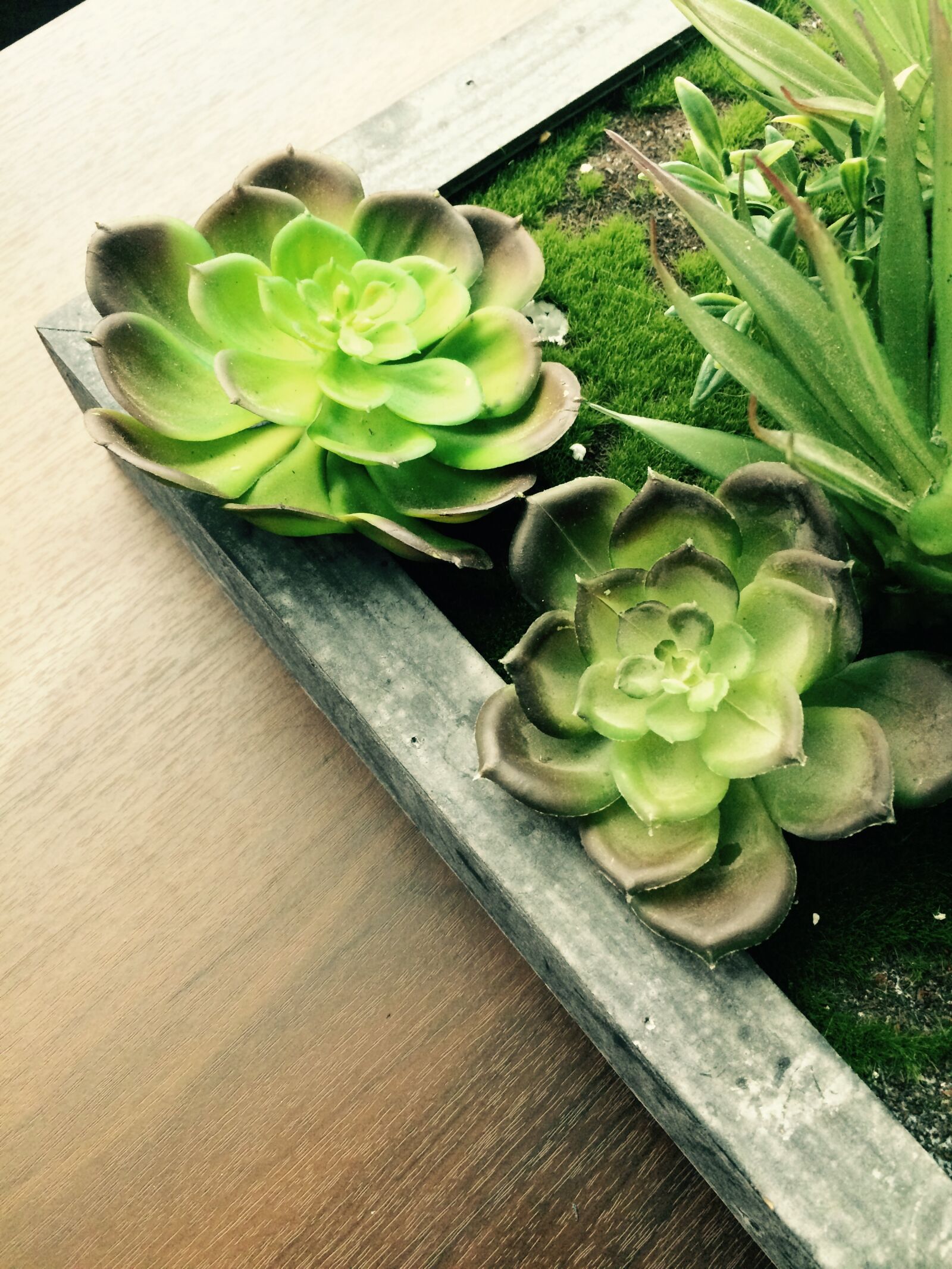 iPhone 5s back camera 4.15mm f/2.2 sample photo. Plant, succulent, succulents photography
