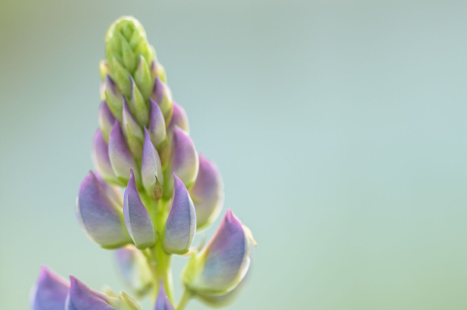 Nikon D7000 sample photo. Lupine, flower, nature photography