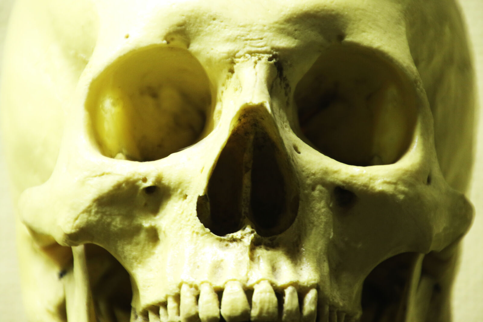 Canon EOS 7D Mark II sample photo. Biology, body, eyes, face photography