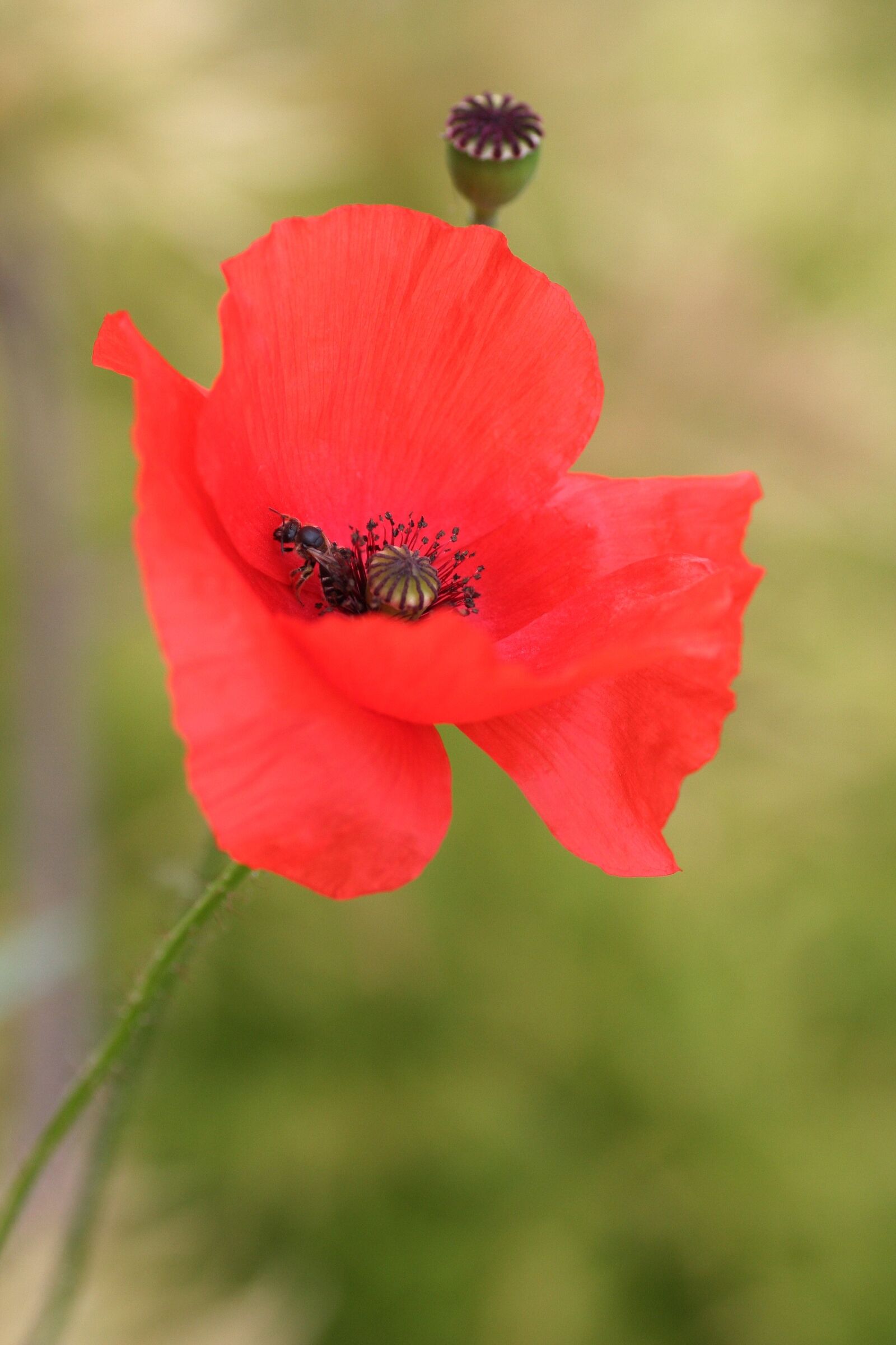 Canon EOS 350D (EOS Digital Rebel XT / EOS Kiss Digital N) sample photo. Poppy, insect, petals photography