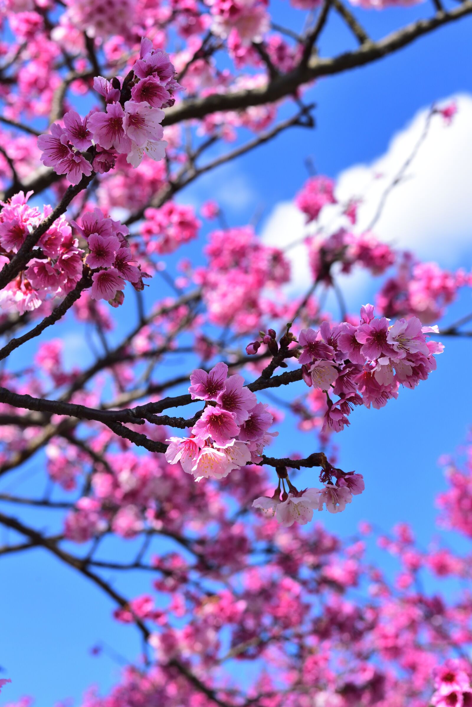 Nikon D750 sample photo. Plant, flower, cherry blossom photography