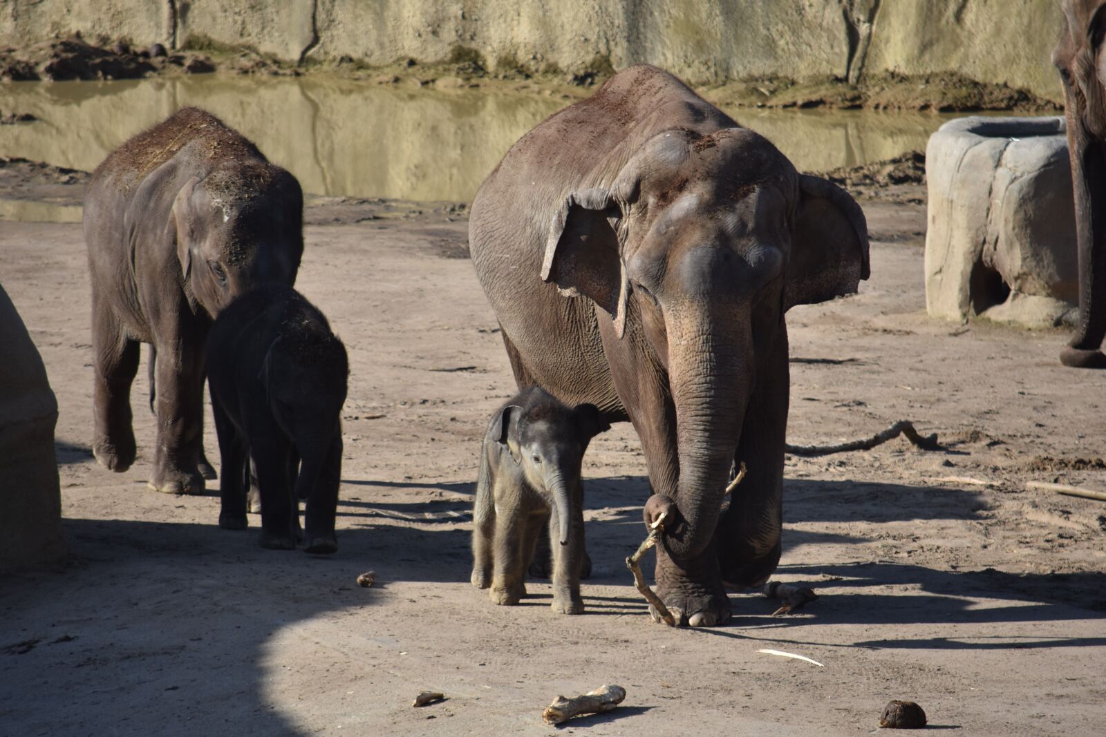 Nikon D7200 sample photo. Elephant, elephant family, young photography