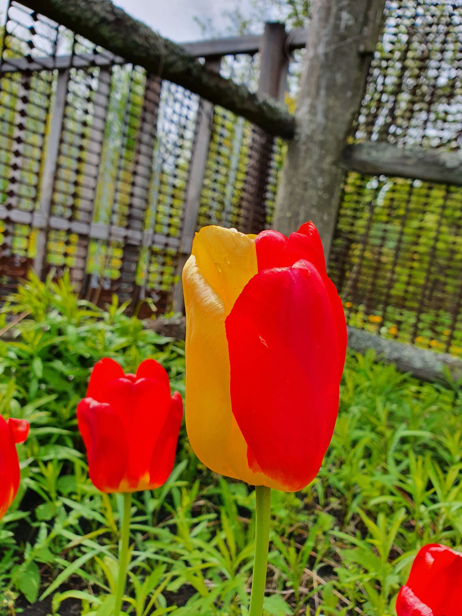 Samsung Galaxy S10 sample photo. Tulip, unusual, yellow photography