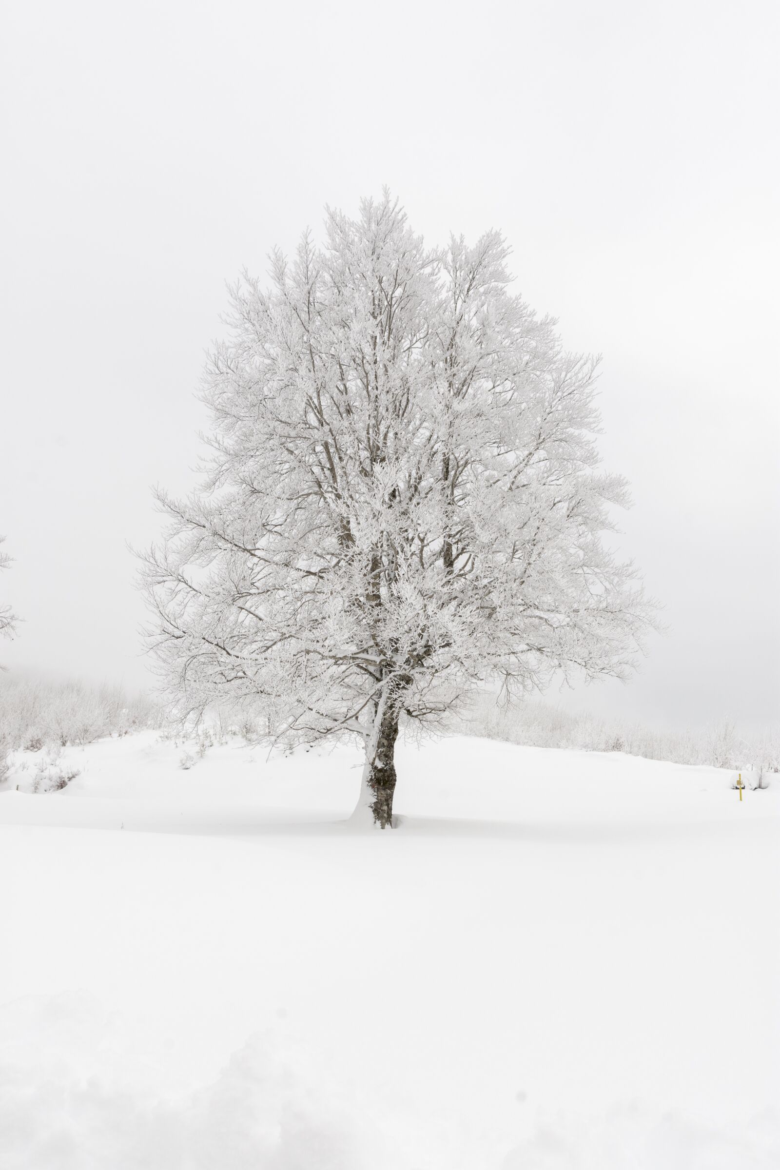 Tamron SP 24-70mm F2.8 Di VC USD sample photo. Snow, winter, frozen photography