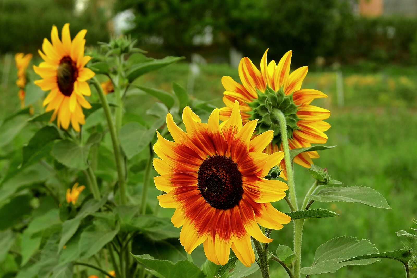 Nikon Coolpix P900 sample photo. Sunflowers, field, flowers photography
