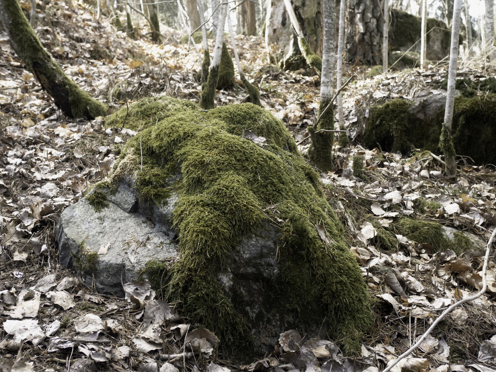 Olympus OM-D E-M10 II sample photo. Rock, forest, moss photography