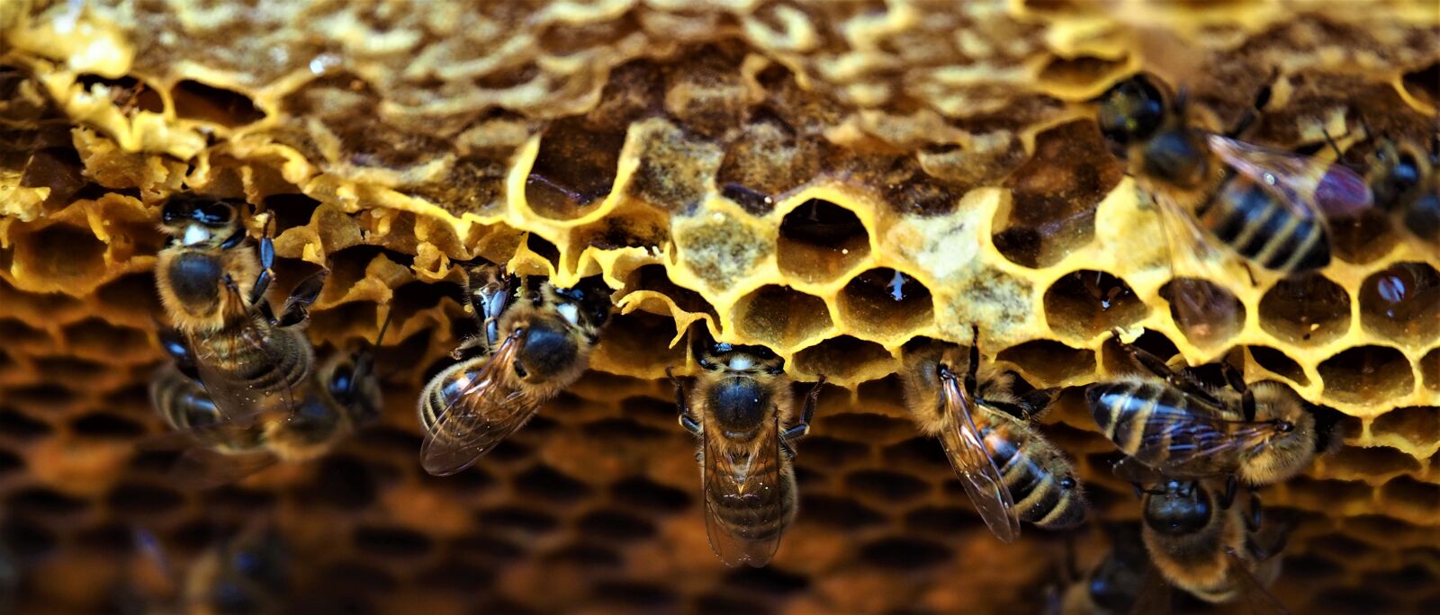 Olympus OM-D E-M10 III sample photo. Hive, bees, insects photography