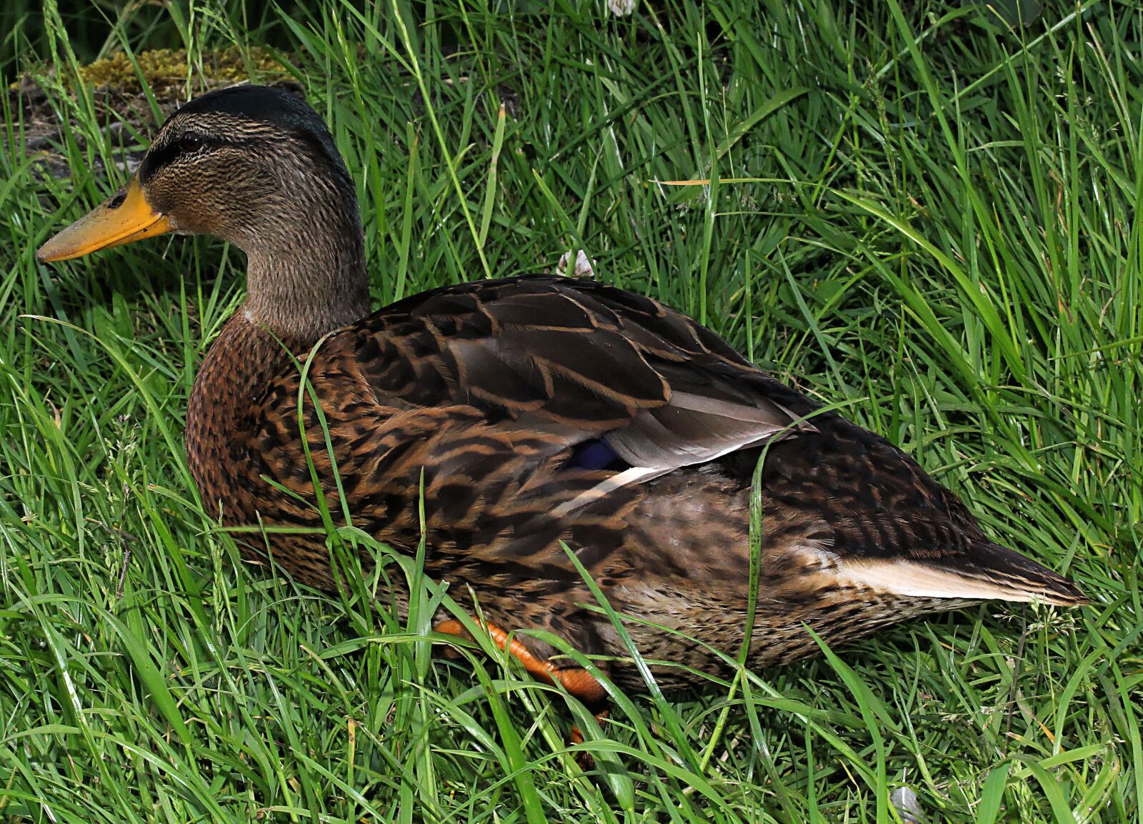 Canon EF-S 60mm F2.8 Macro USM sample photo. Duck, drake, young animal photography