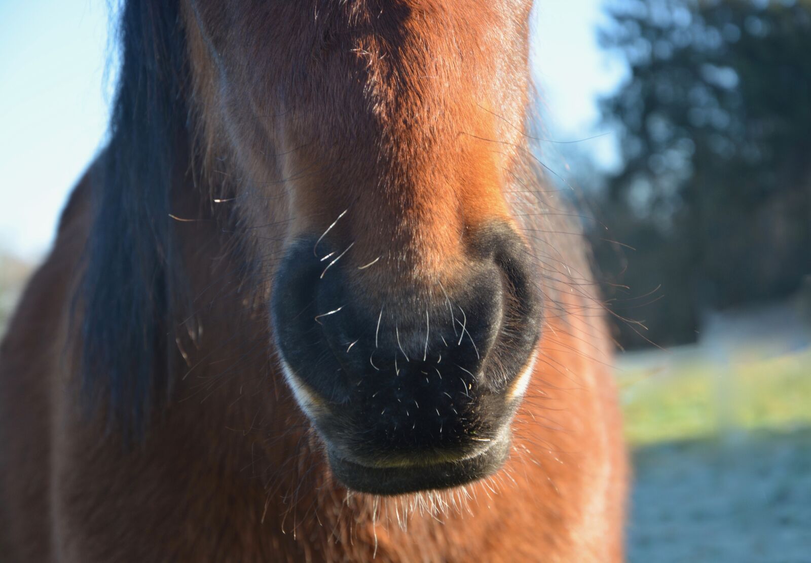 Nikon D5200 sample photo. Nostrils, horse, snout photography