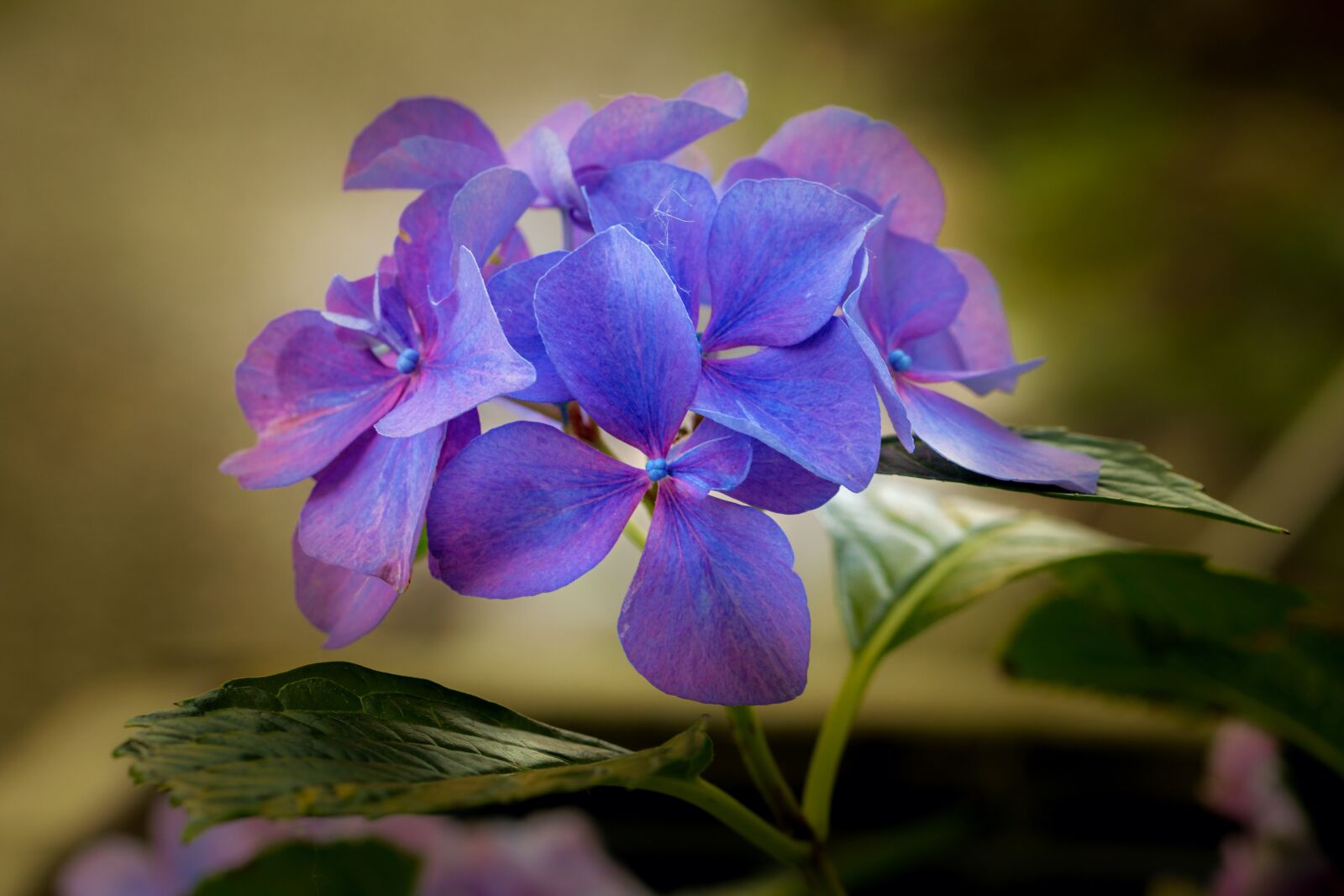 Canon EOS 70D sample photo. Hydrangea, plant, flower photography