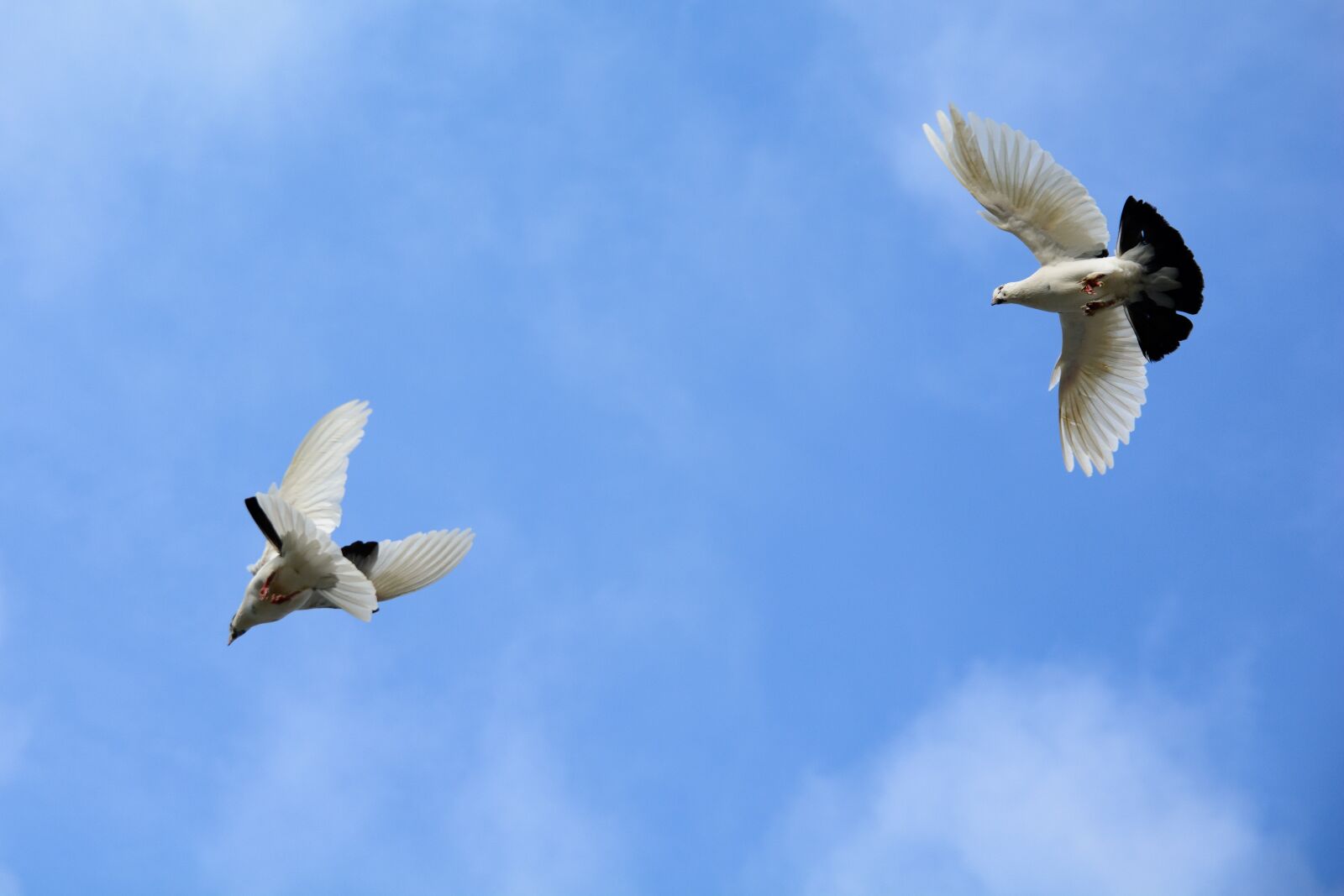 Nikon D7100 sample photo. Sky, dove, bird photography
