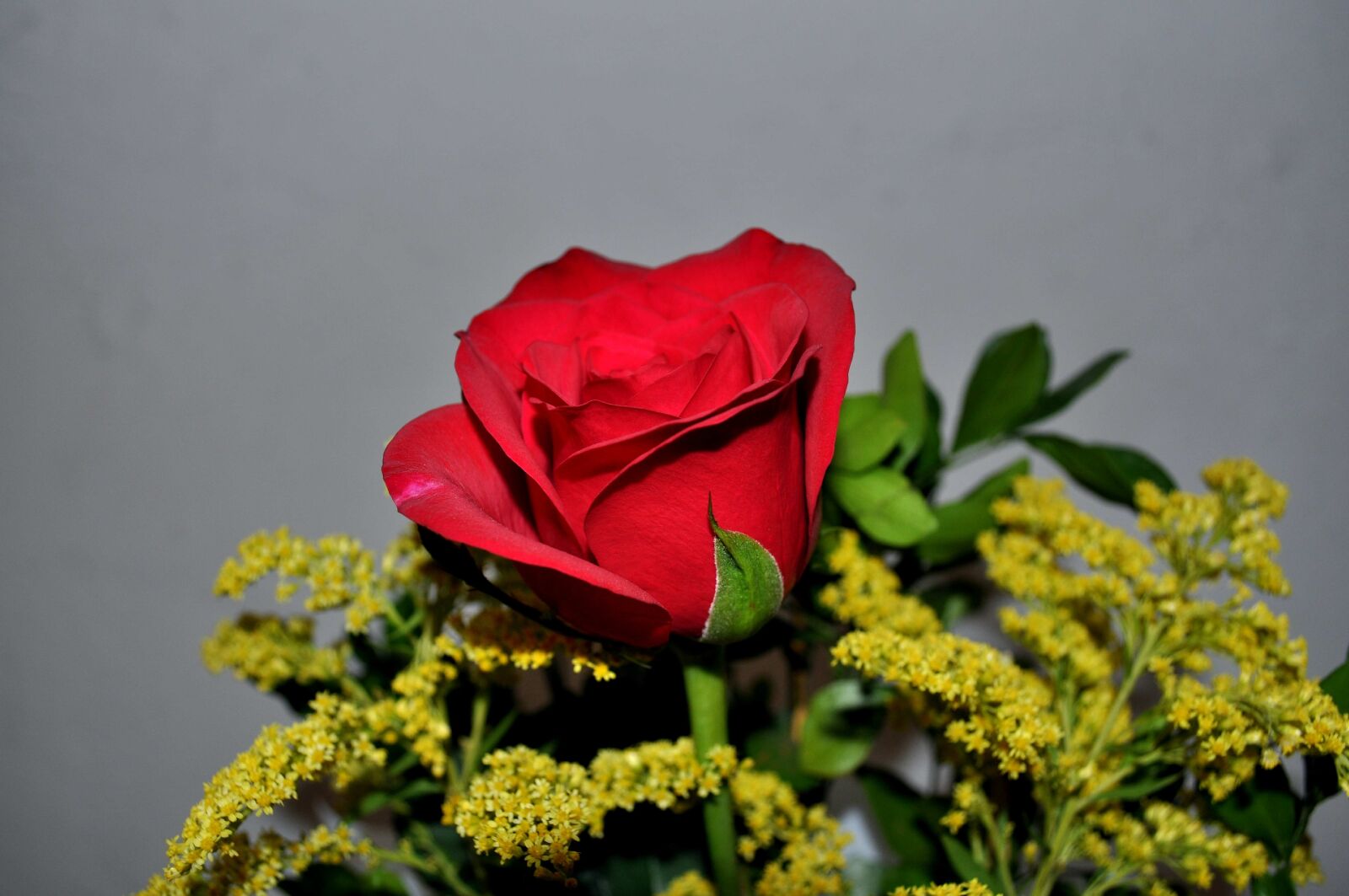 Nikon D5000 sample photo. Red, rose, up-close, bucket photography