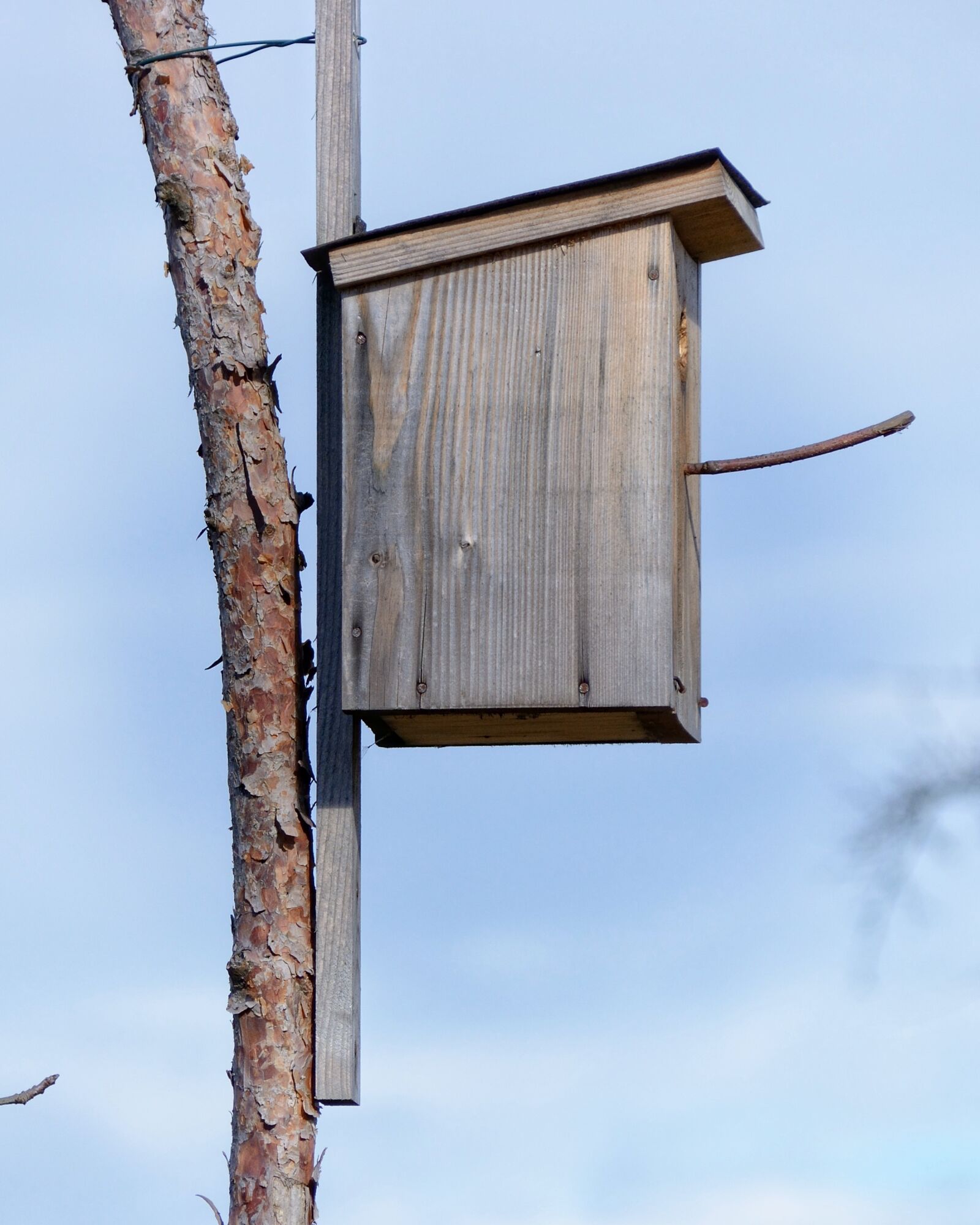 Nikon D7100 sample photo. Aviary, nesting place, bird photography