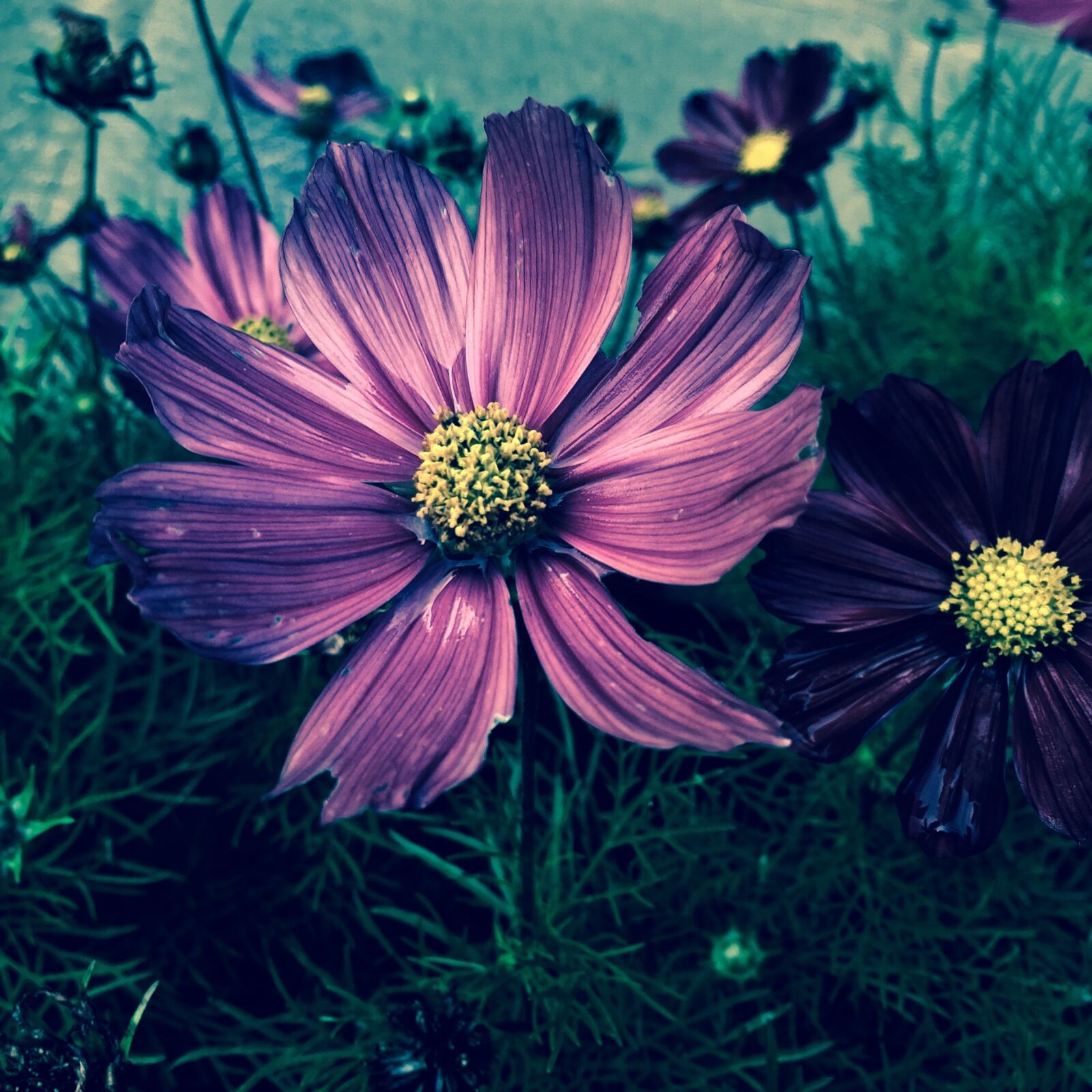 Apple iPhone 6 sample photo. Purple, light, glowing photography
