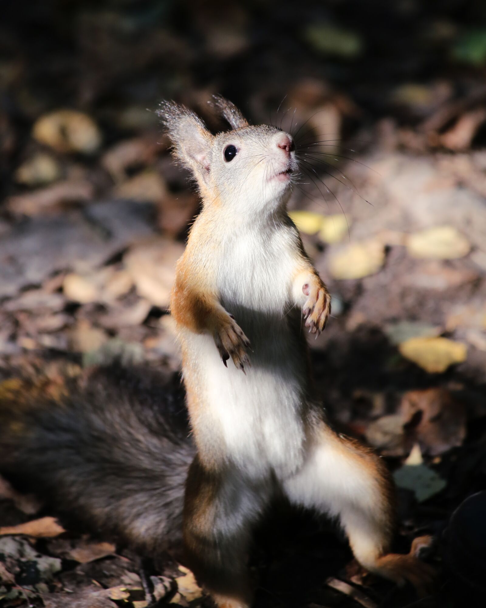 Canon EF 70-300mm F4-5.6 IS USM sample photo. Cute, mammals, living nature photography