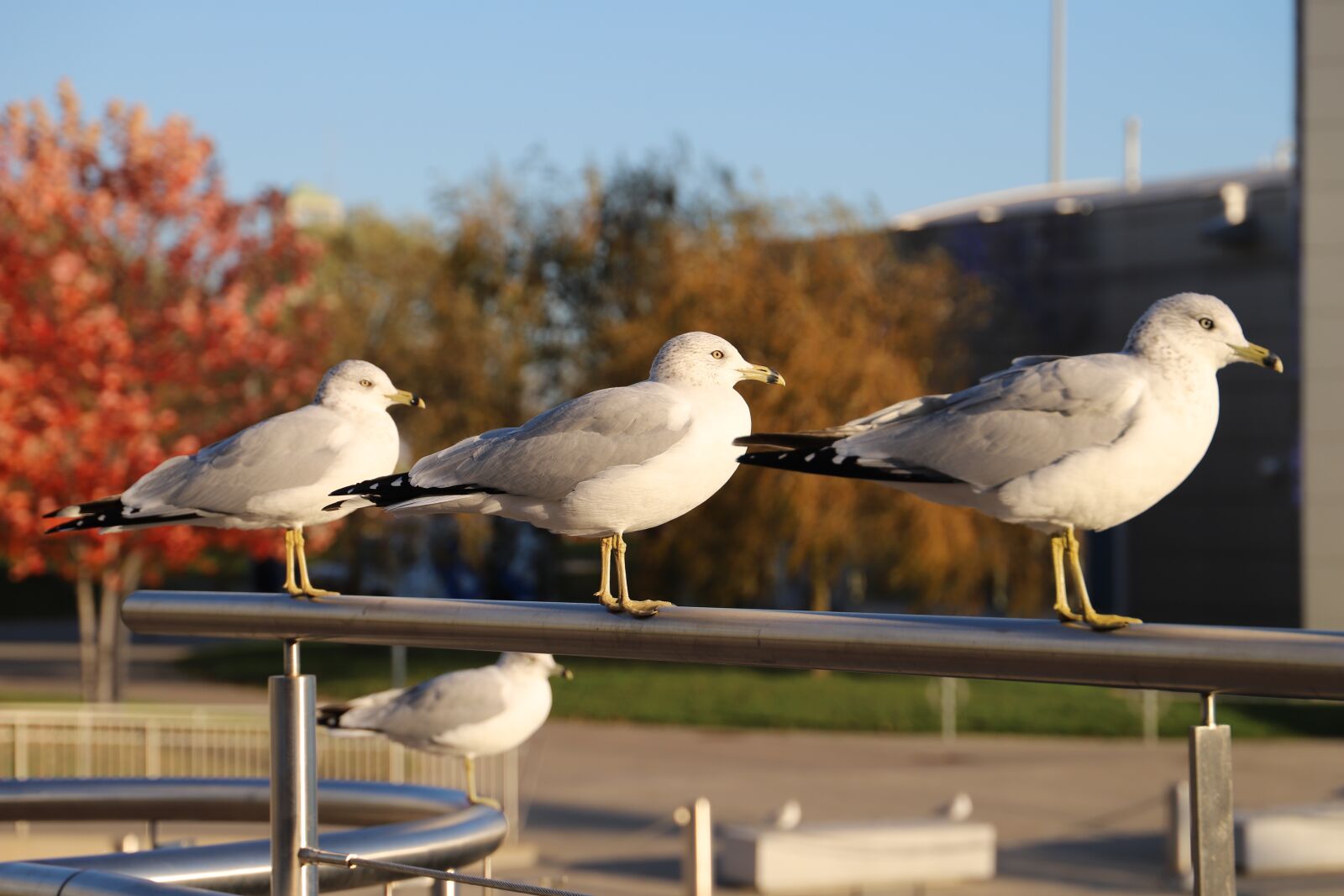 Canon EOS 6D Mark II sample photo. Bird, nature, seagull photography