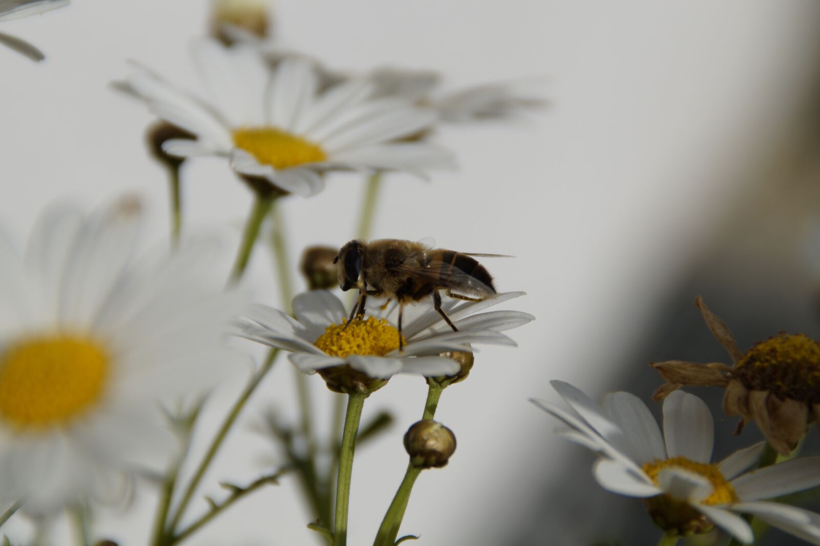 Sony SLT-A58 sample photo. Insect, blossom, bloom photography