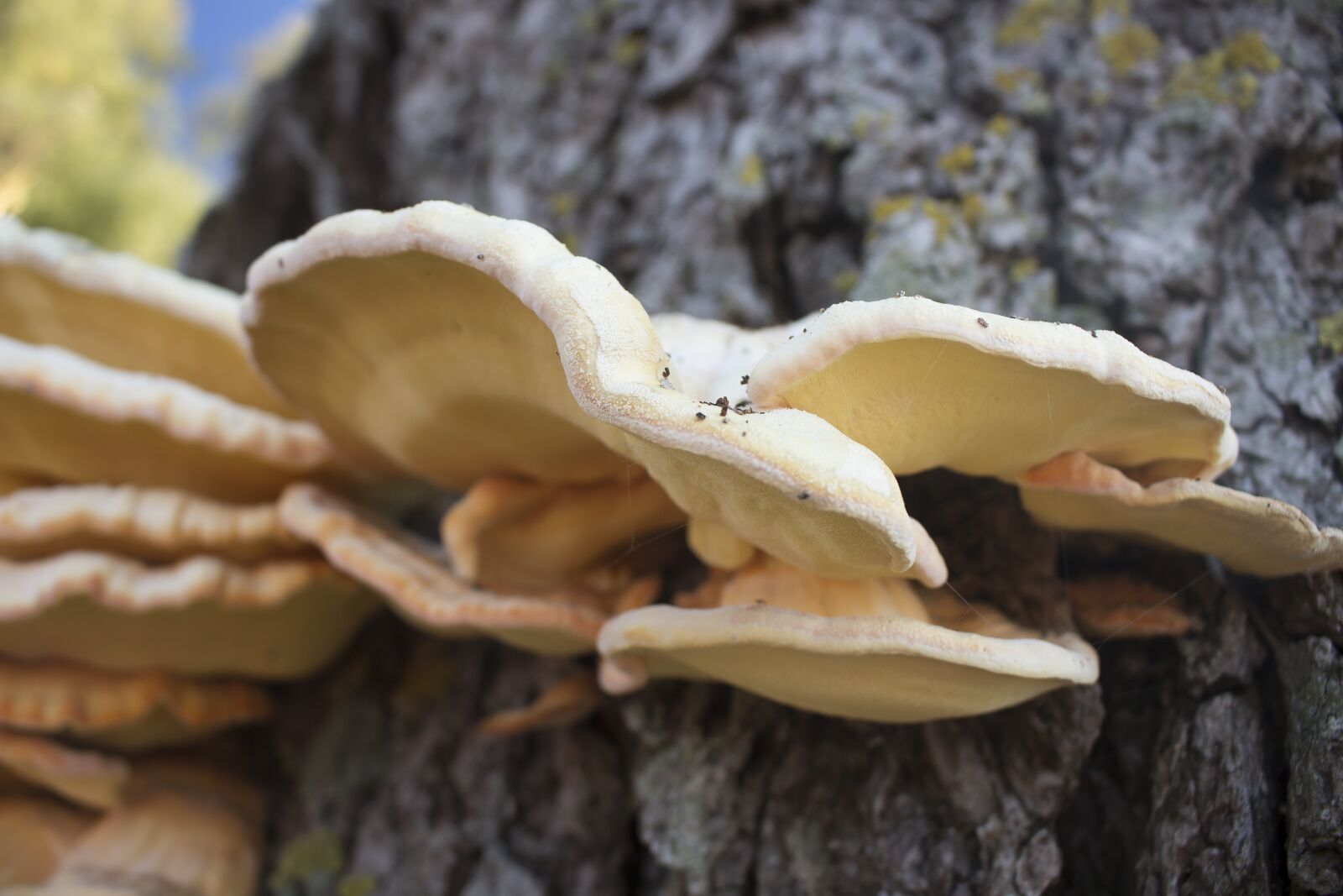 Canon EOS 700D (EOS Rebel T5i / EOS Kiss X7i) sample photo. Laetiporus, mushroom, autumn photography