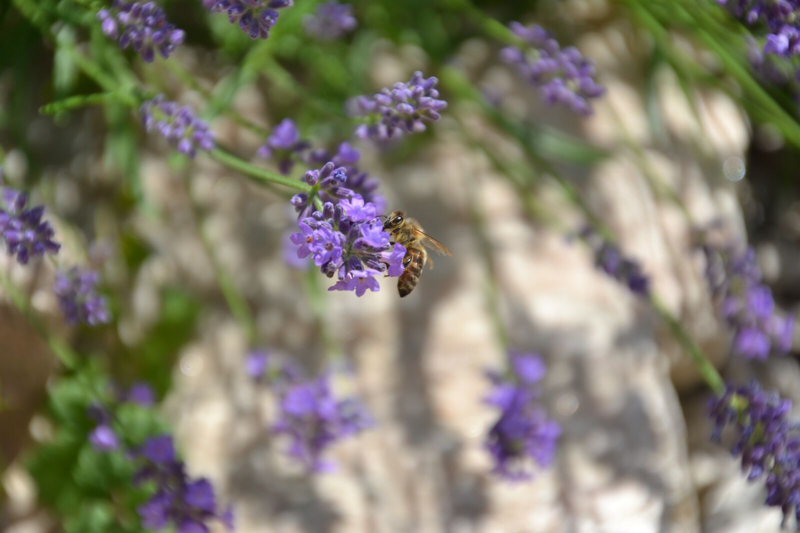 Nikon D3100 sample photo. Lavender, purple, violet photography