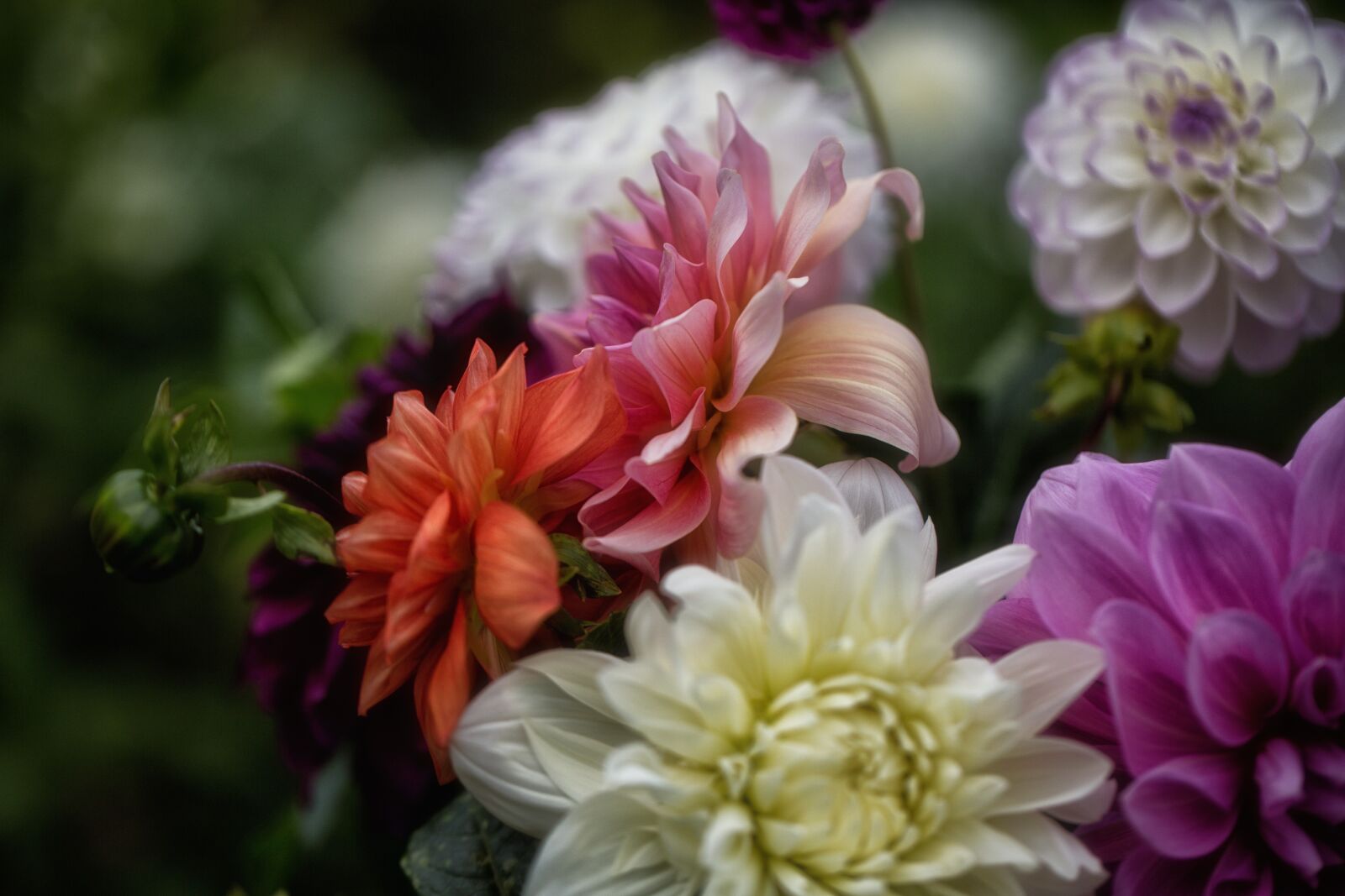 Canon EF 100mm F2.8L Macro IS USM sample photo. Flower, colorful, botany photography