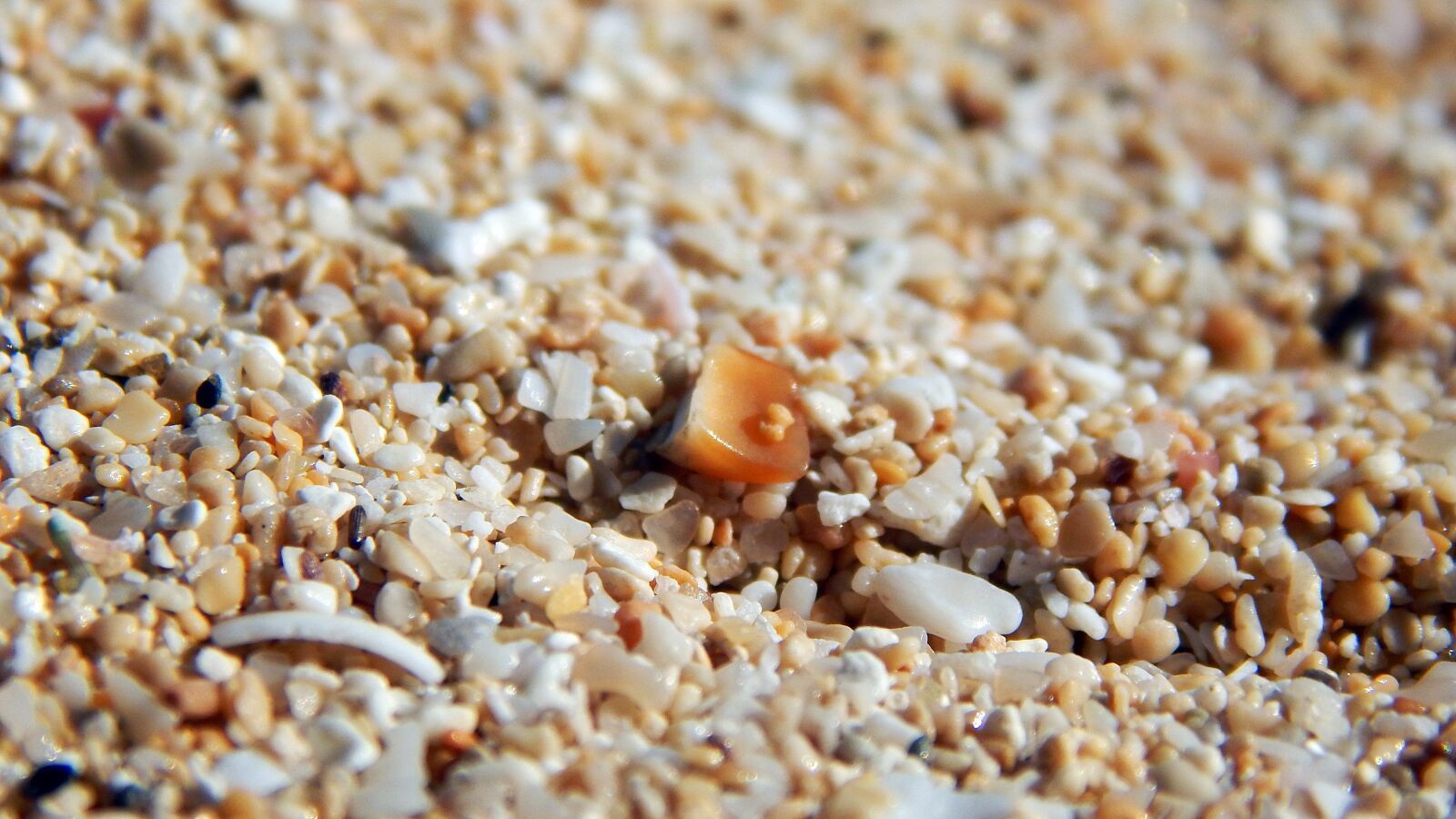 Nikon Coolpix L830 sample photo. ócenán, sand, macro photography