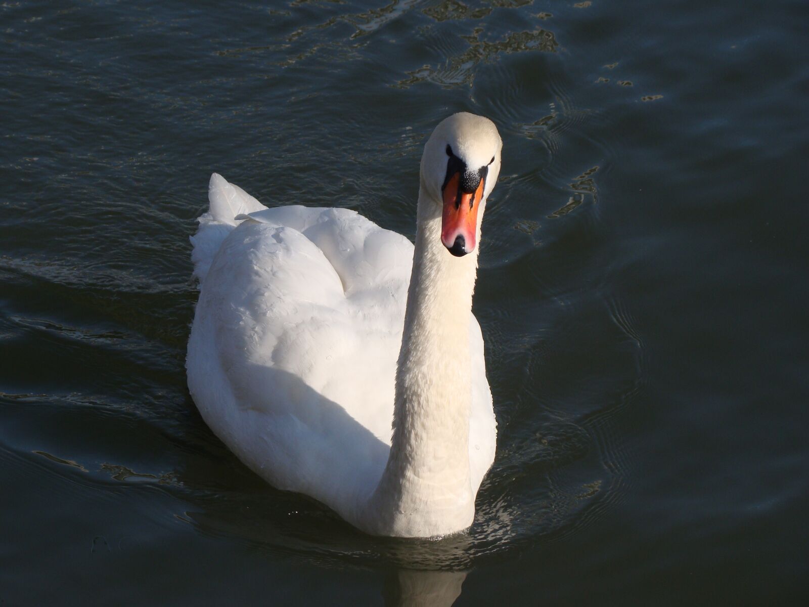 Sony Cyber-shot DSC-H50 sample photo. Nature, birds, waterfowl photography