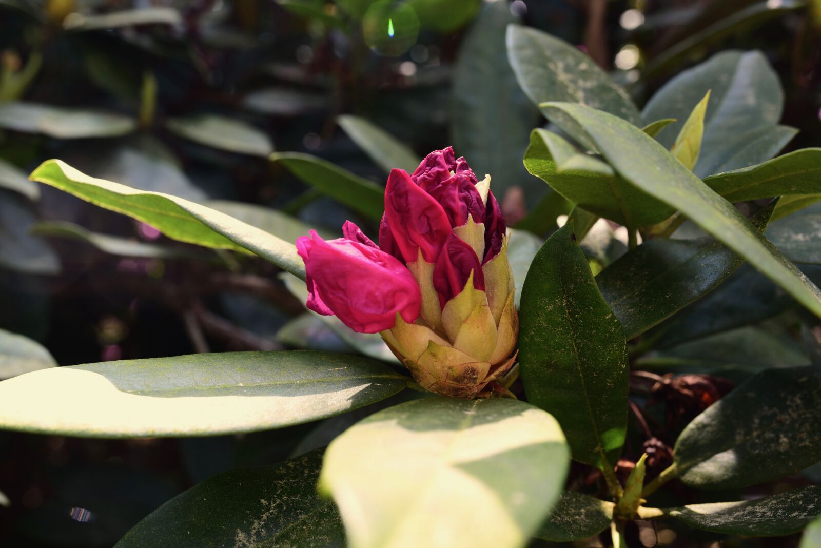 Nikon D750 sample photo. Flower, nature, blossom photography