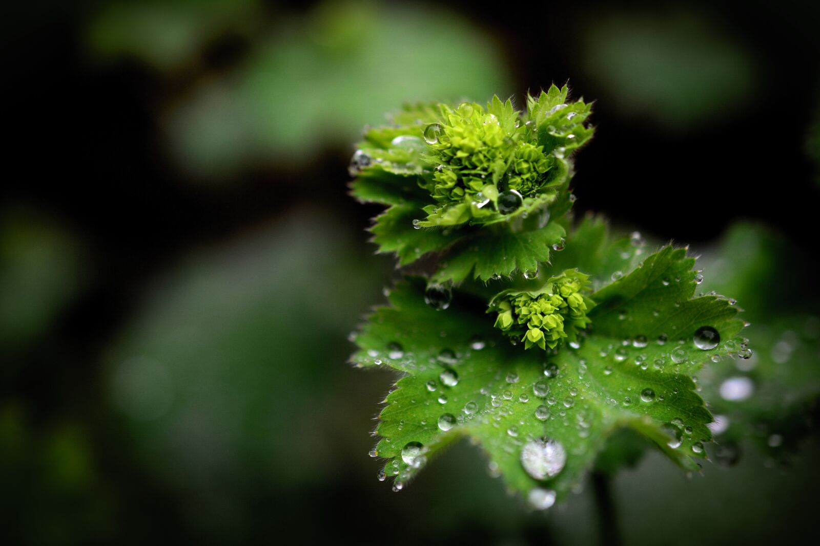 Nikon D5200 sample photo. Drip, rain, drop of photography