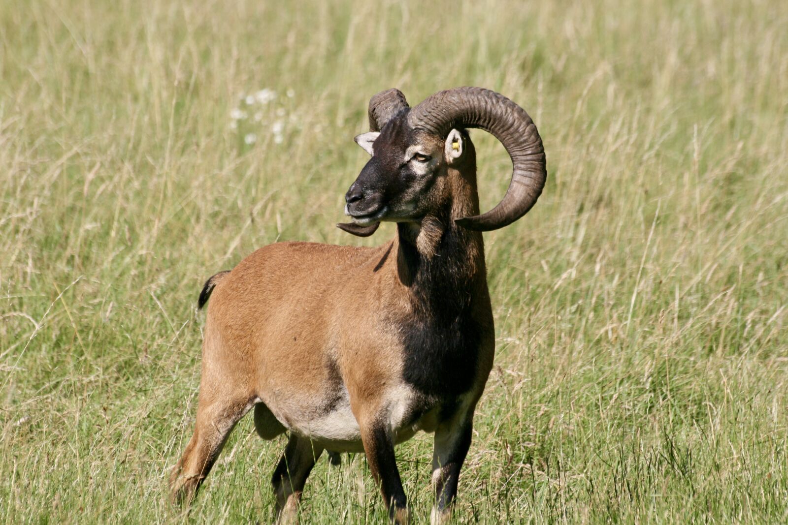 Canon EOS 400D (EOS Digital Rebel XTi / EOS Kiss Digital X) sample photo. Mouflon, game, mufflon photography