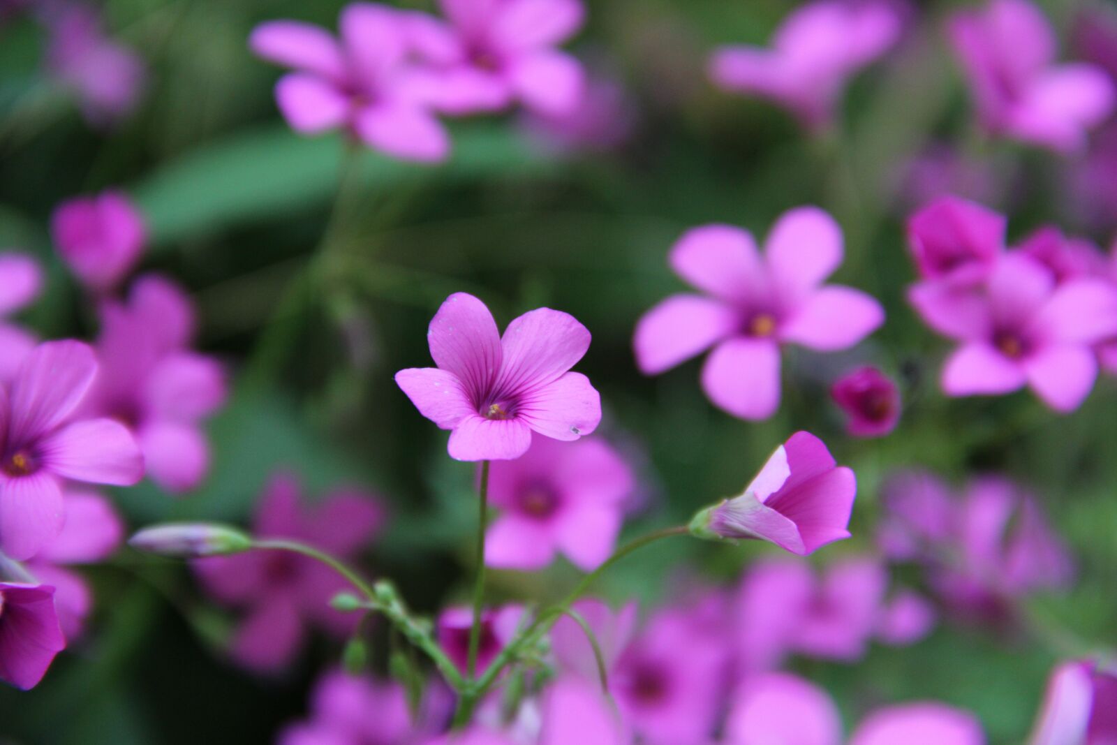 Canon EOS 60D sample photo. Flower, flora, nature photography