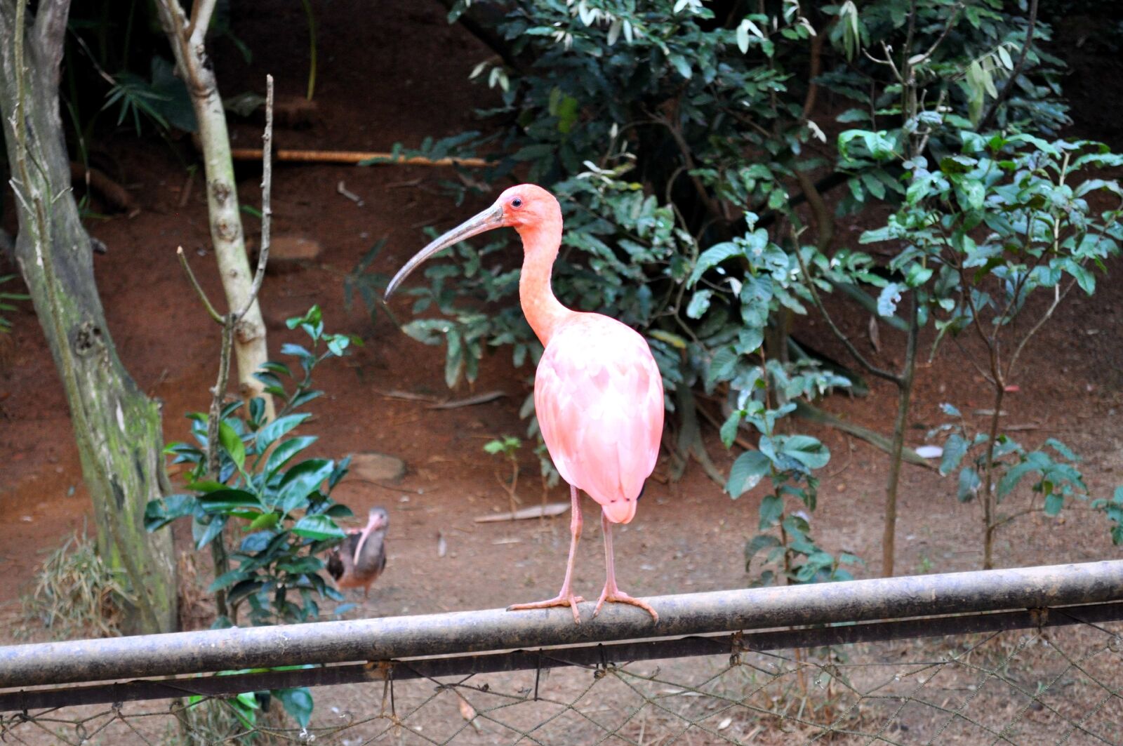 Nikon D5000 sample photo. Pink, tropical, bird, long photography