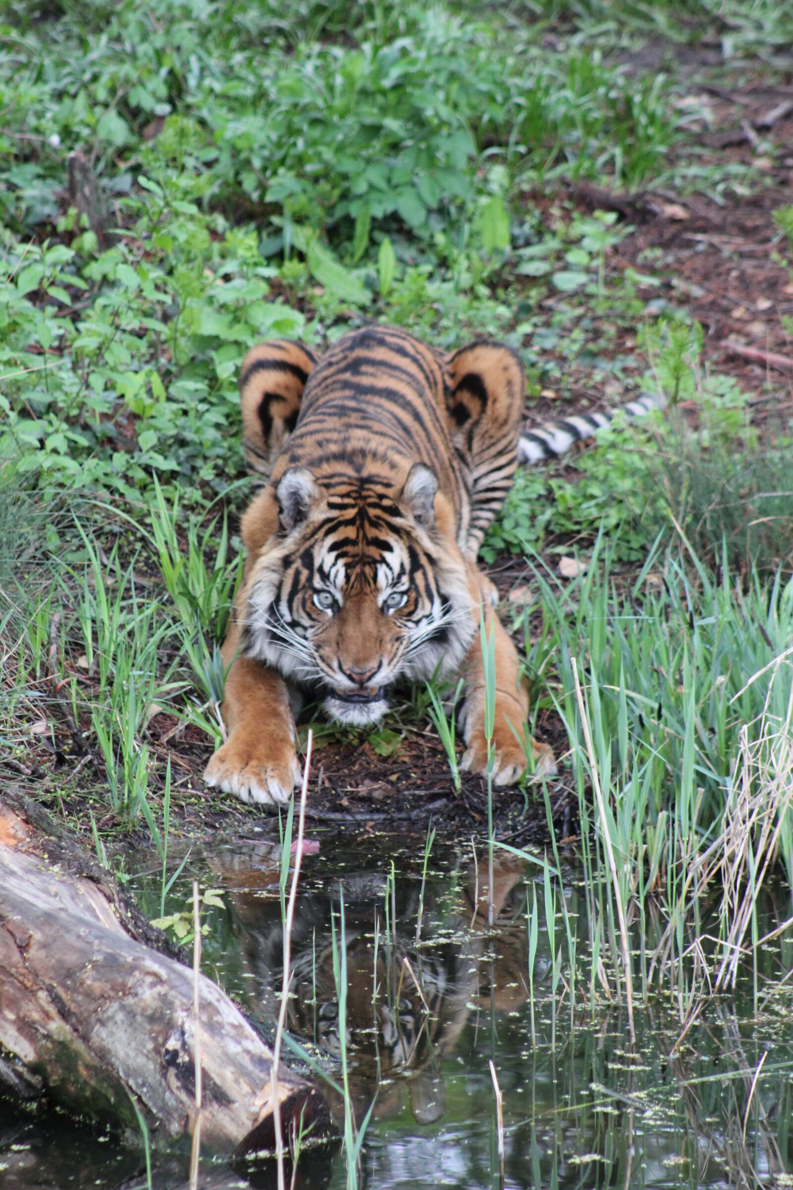 Canon EOS 550D (EOS Rebel T2i / EOS Kiss X4) sample photo. Tiger, animal, predator photography