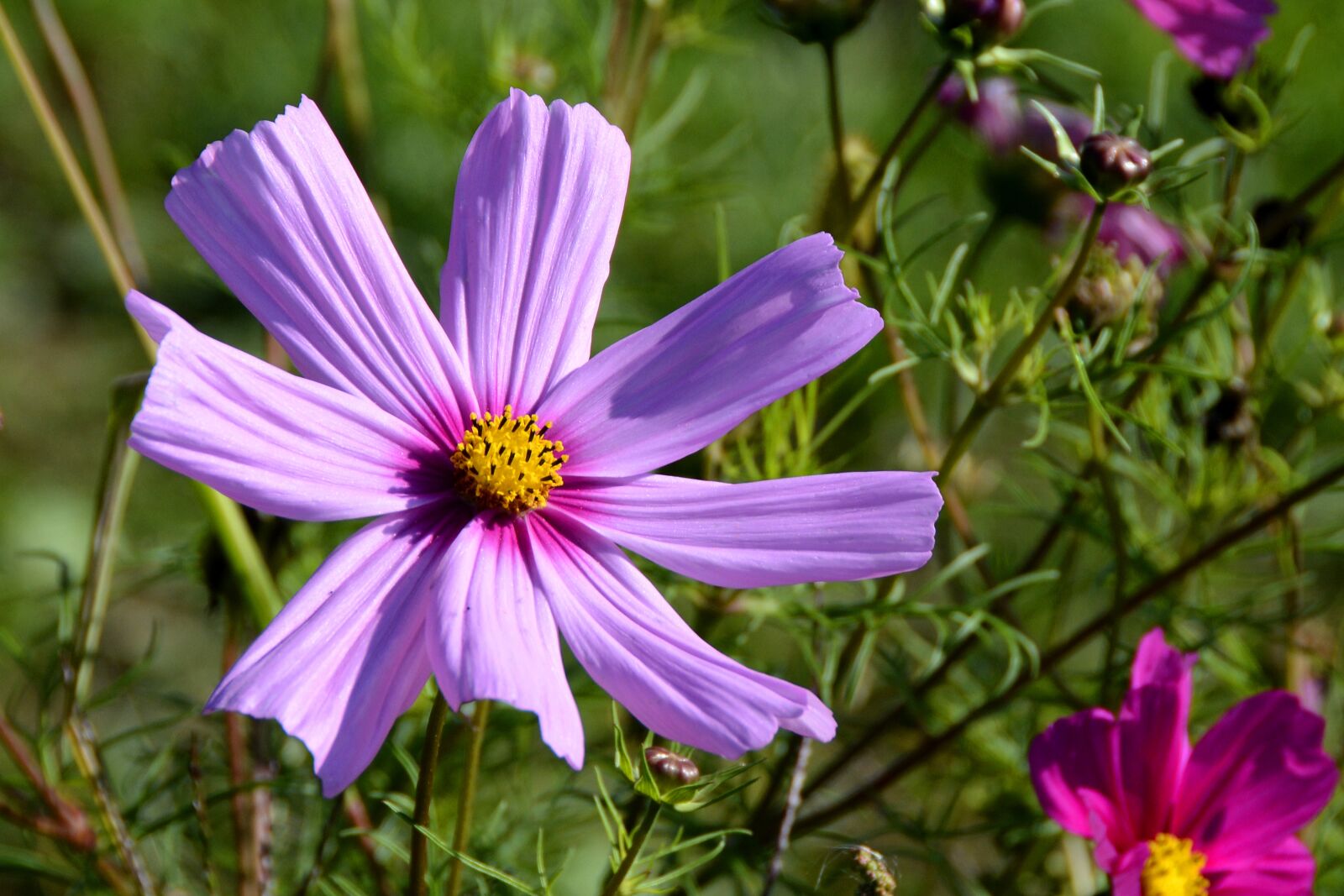 Nikon D7100 sample photo. Cosmos, blossom, bloom photography