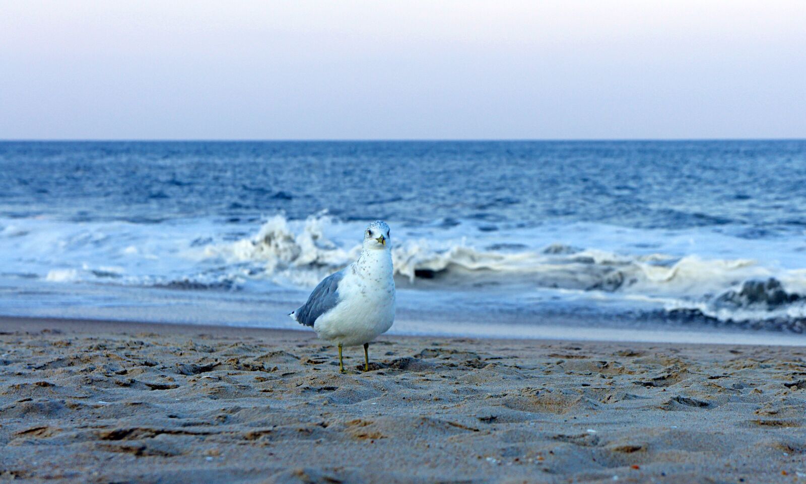 Sony Alpha NEX-5 sample photo. Seagull, ocean, water photography