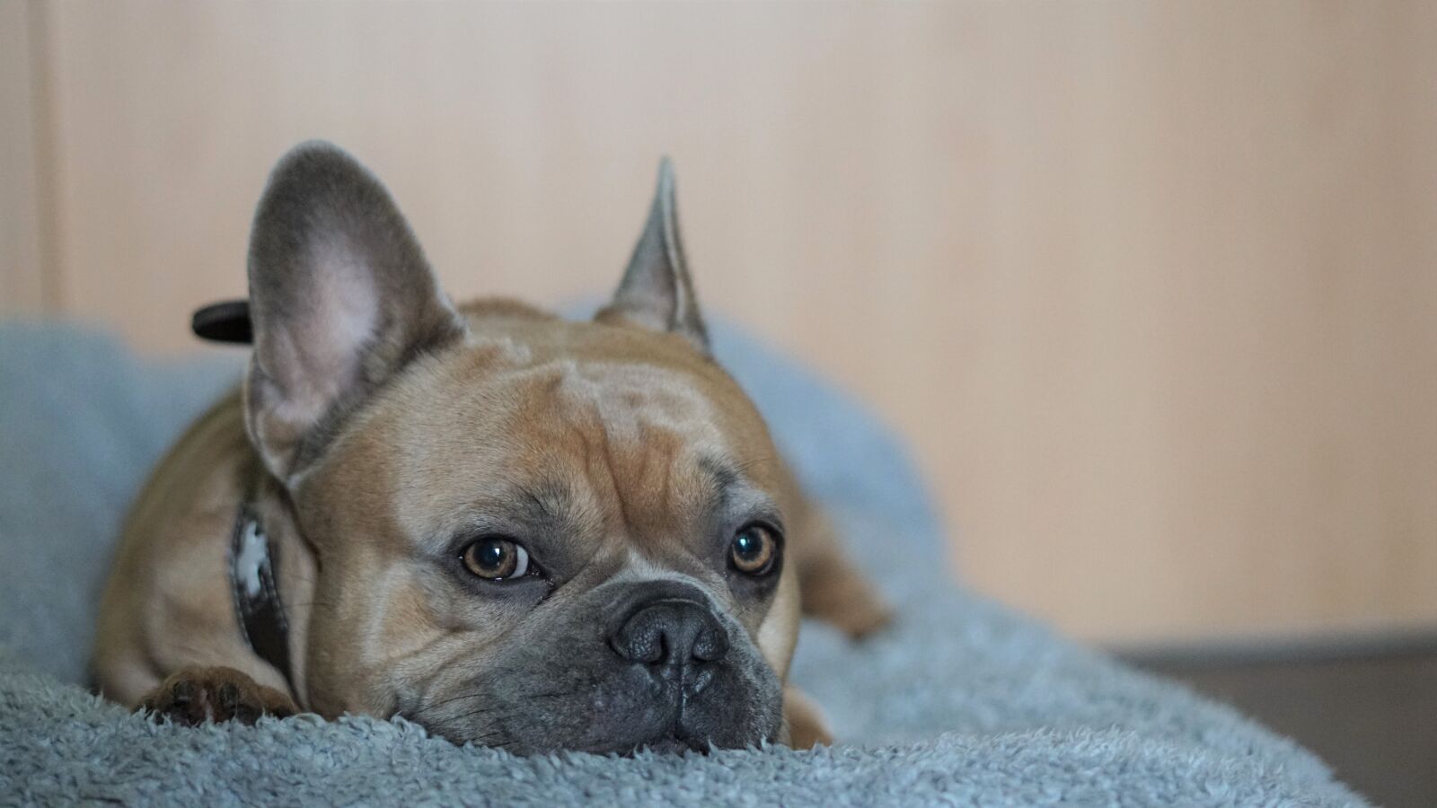 Sony FE 50mm F1.8 sample photo. French bulldog, bokeh effect photography