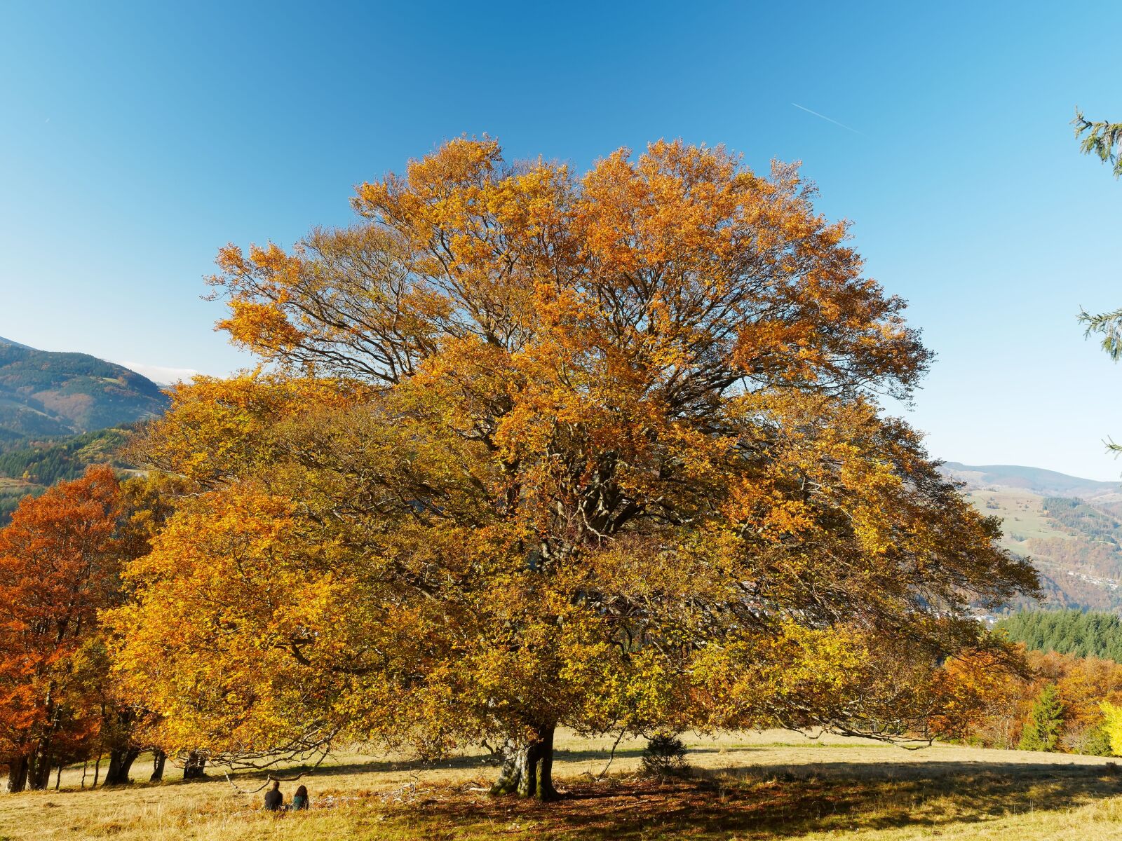 Olympus OM-D E-M1 + Olympus M.Zuiko Digital ED 12-40mm F2.8 Pro sample photo. Landscape, tree, fall colors photography