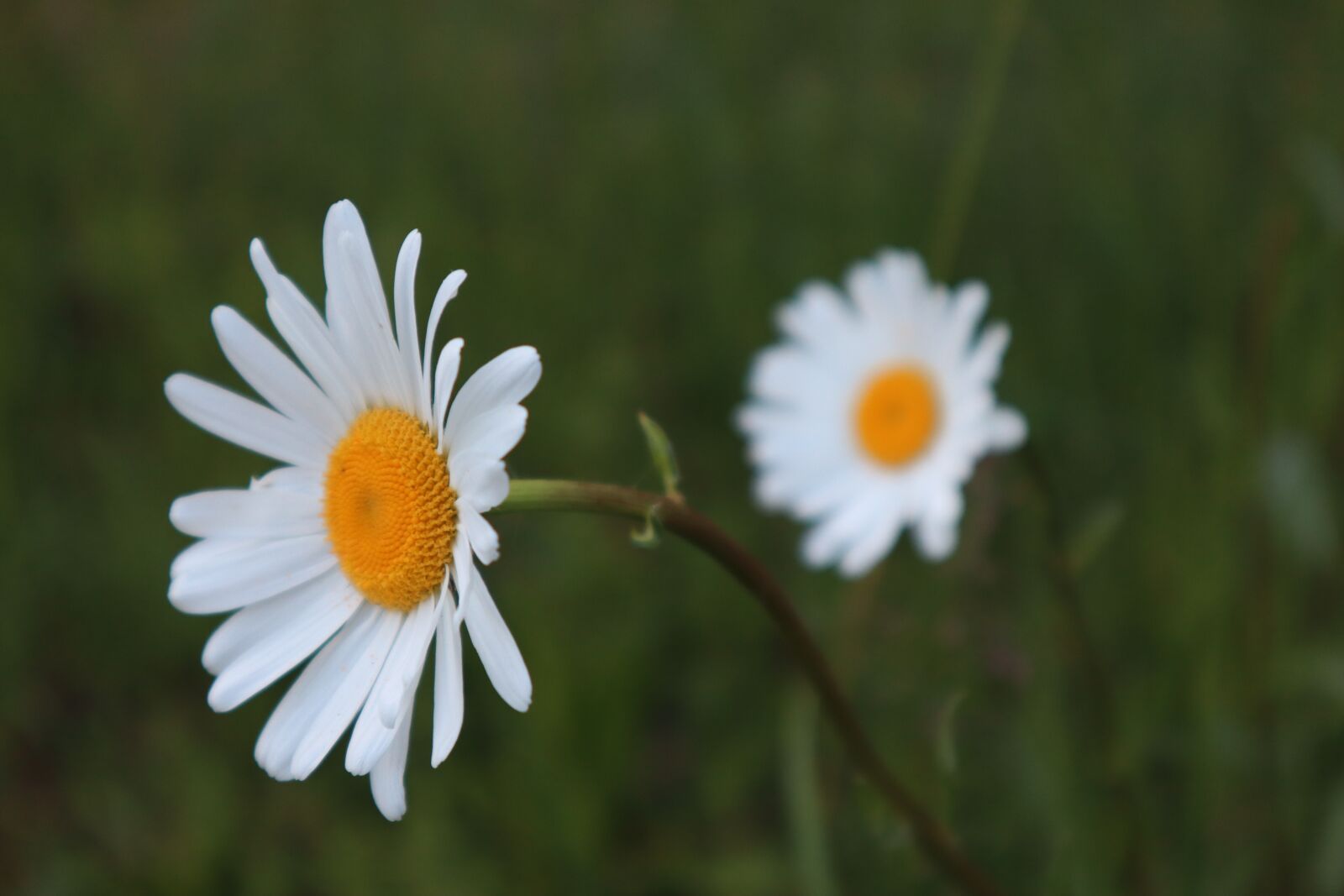 Canon EOS M50 (EOS Kiss M) sample photo. Nature, blossom, bloom photography