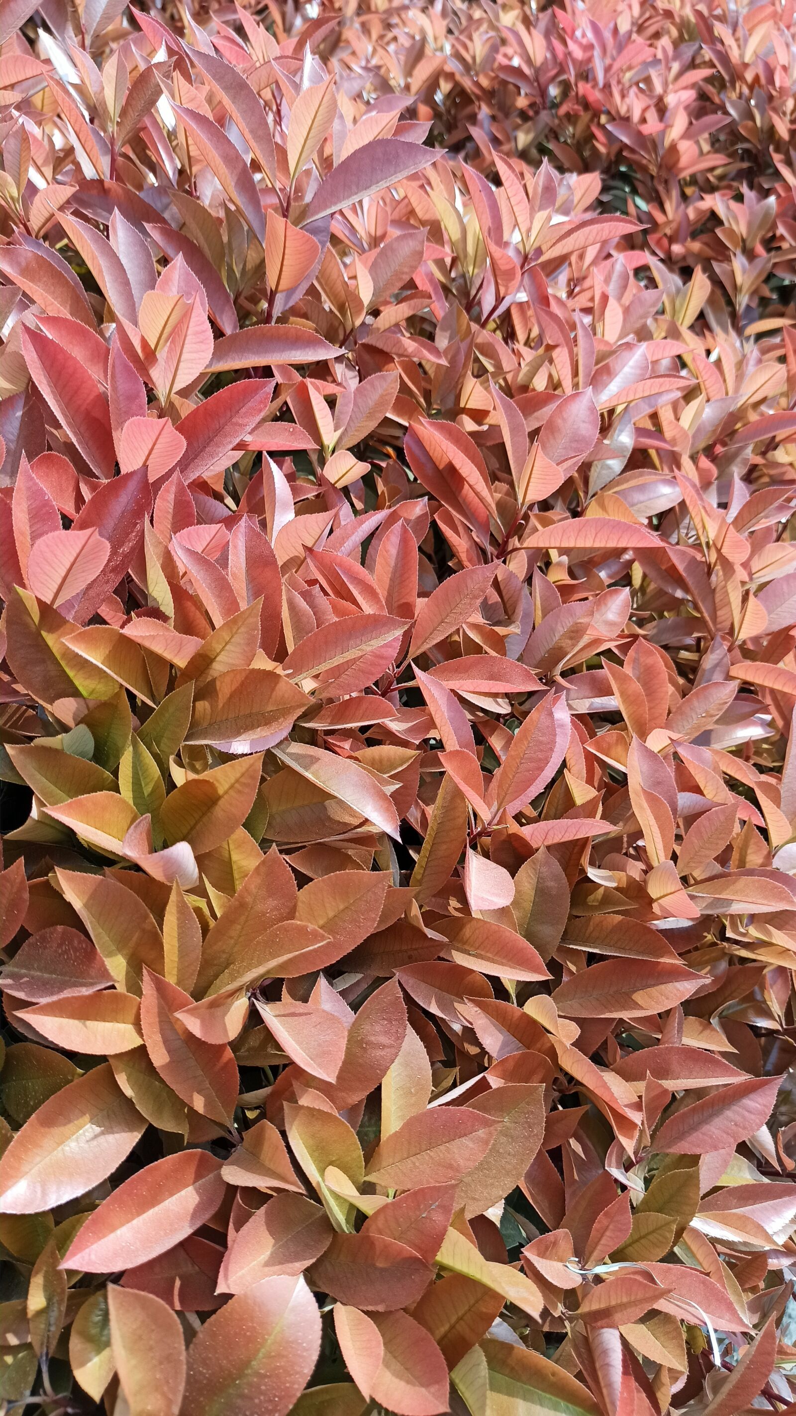 Xiaomi Redmi Note 8 Pro sample photo. Photinia, plant, spring photography