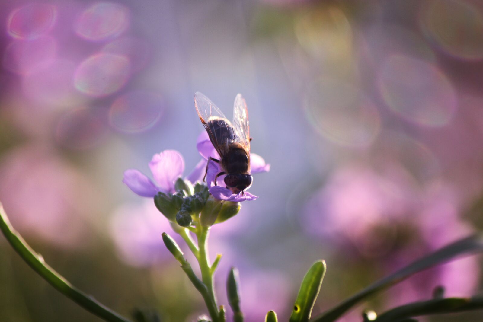 Canon EOS 50D sample photo. Fly, summer, insect photography