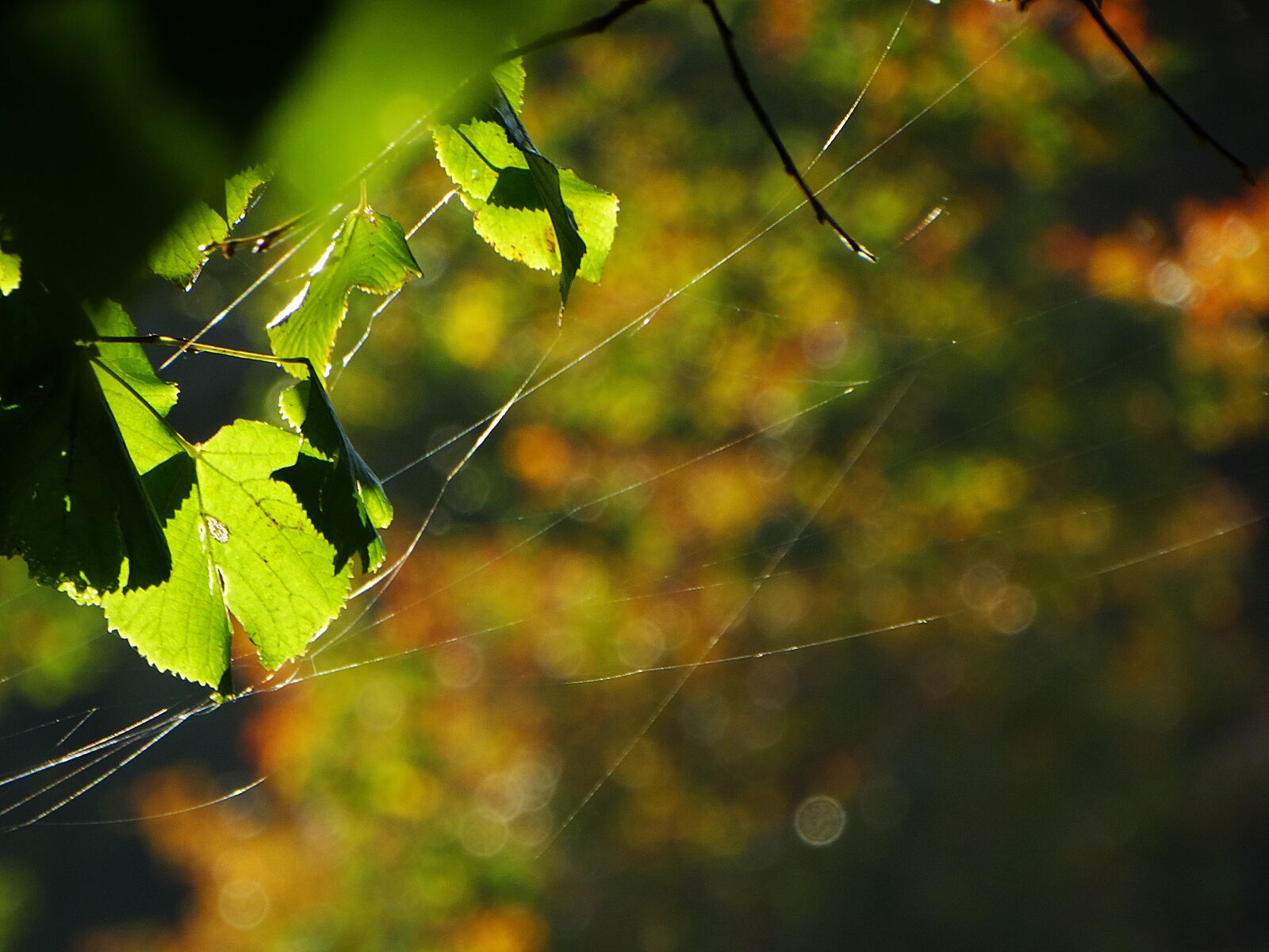 Sony Cyber-shot DSC-HX300 sample photo. Indian summer, autumn, nature photography