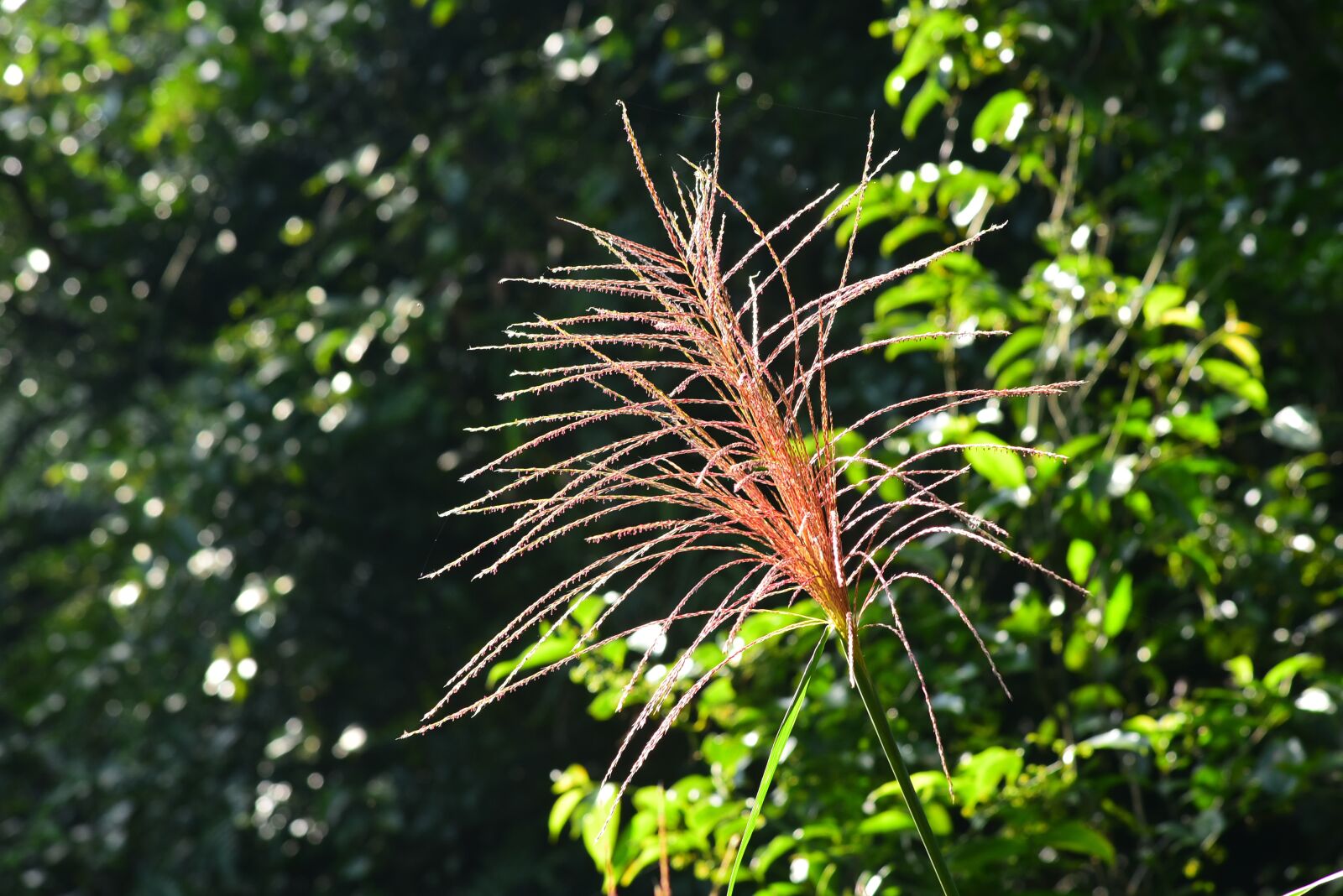 Nikon D750 sample photo. Miscanthus, grass, plant photography