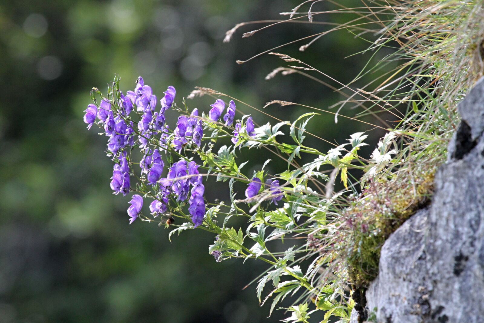 Canon EOS 7D sample photo. Mountain, plant, nature photography